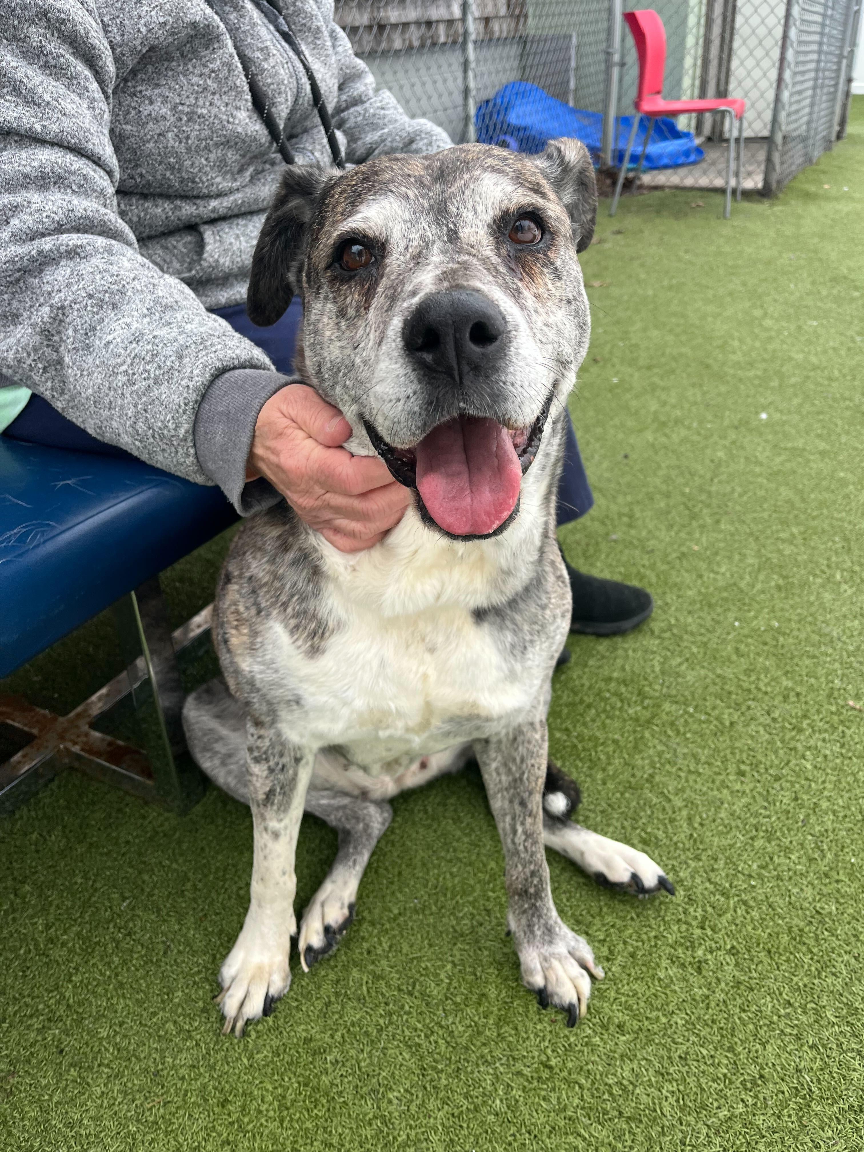 Muriel, ADOPTABLE, Senior Female Bulldog.