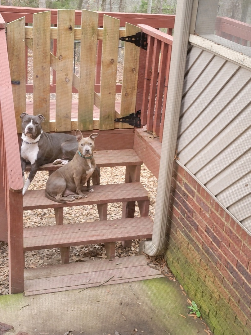 Baby, Adopted, Adult Female Pit Bull Terrier.