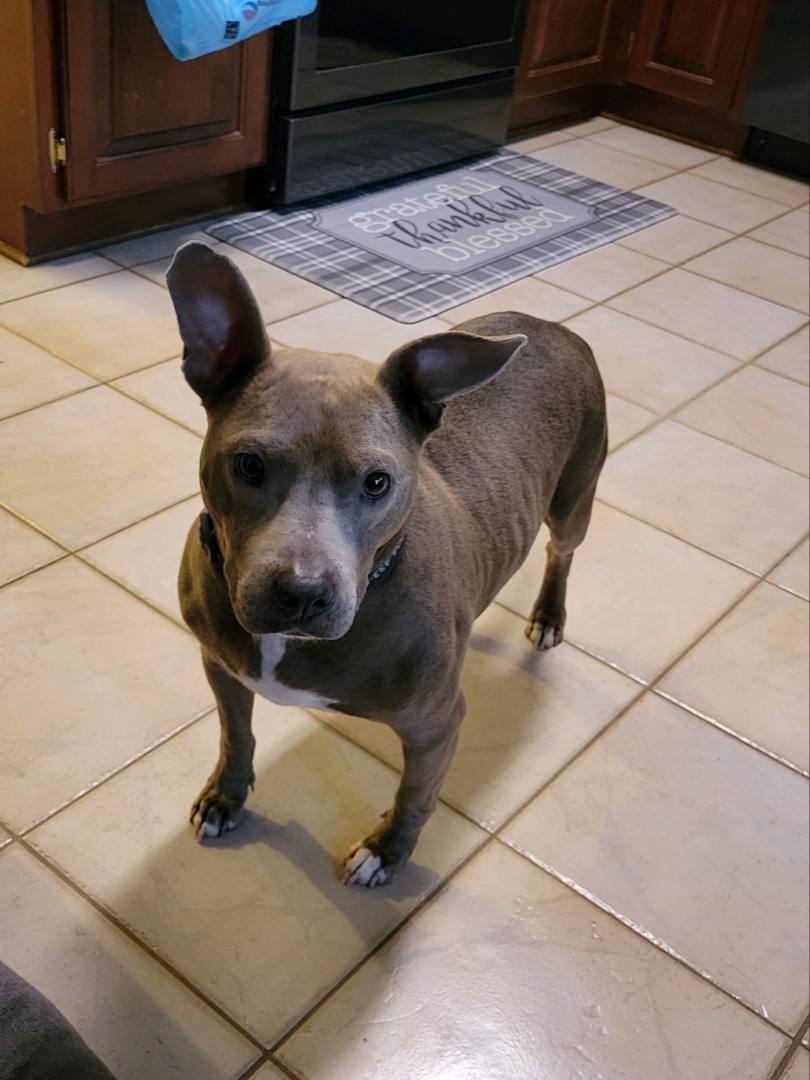 Enlarge Baby, a Adopted Pit Bull Terrier in Locust, NC image 2/8