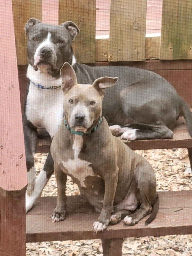 Enlarge Baby, a Adopted Pit Bull Terrier in Locust, NC image 3/8
