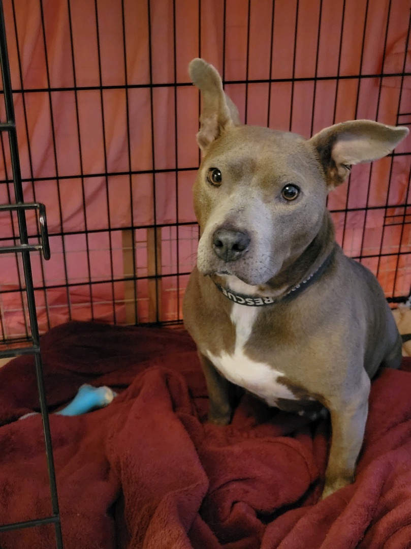 Enlarge Baby, a Adopted Pit Bull Terrier in Locust, NC image 4/8