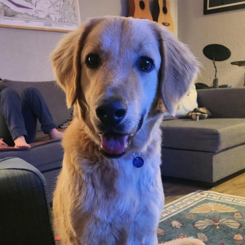 Raleigh, Adoptable, Young Male Golden Retriever & Great Pyrenees.