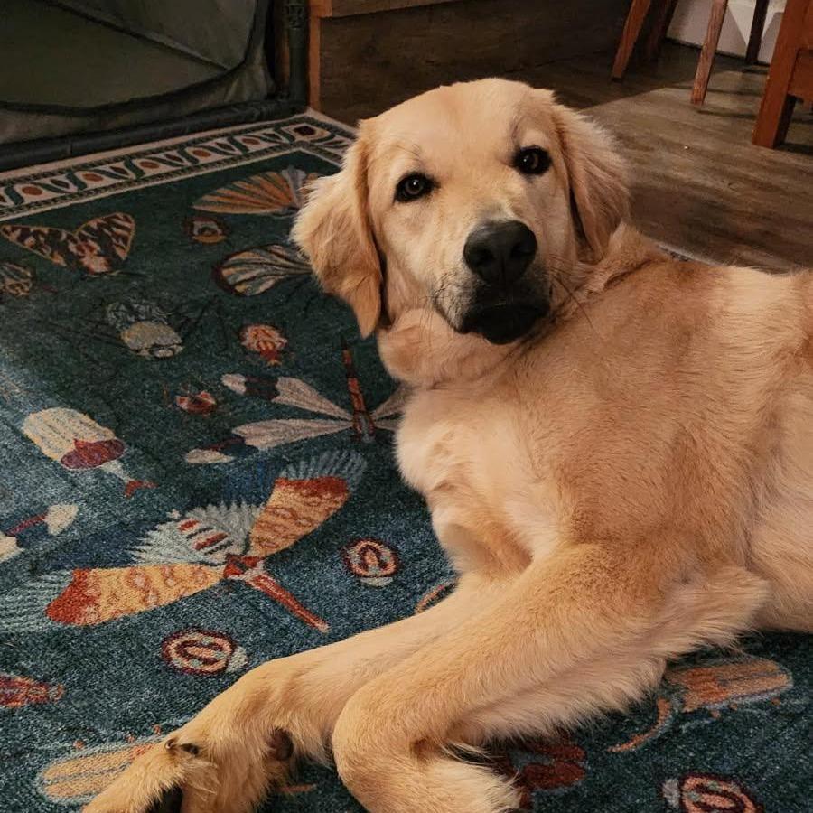 Enlarge Raleigh, a Adoptable mixed breed in Bellingham, WA image 2/6