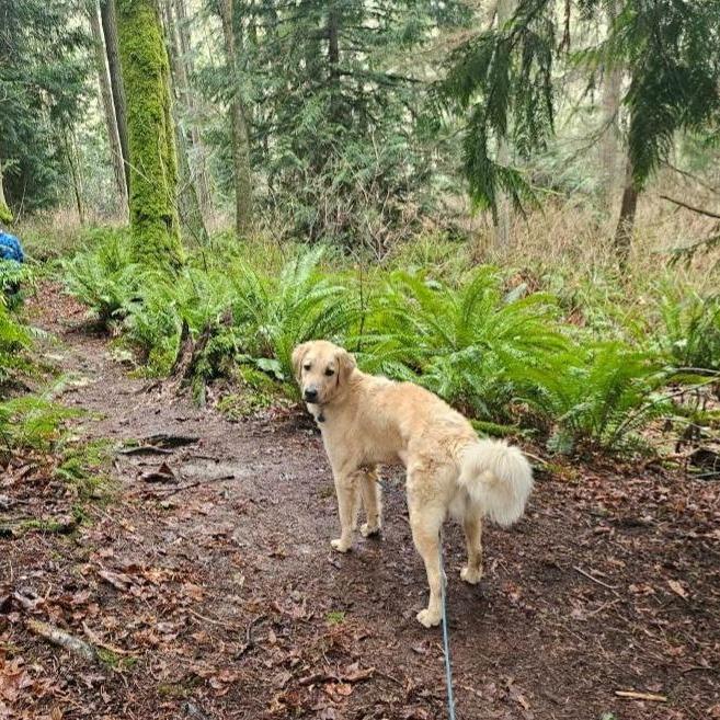 Enlarge Raleigh, a Adoptable mixed breed in Bellingham, WA image 4/6