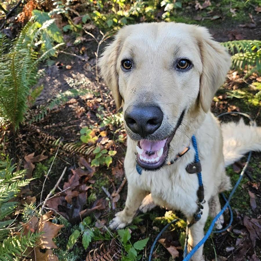 Enlarge Raleigh, a Adoptable mixed breed in Bellingham, WA image 5/6
