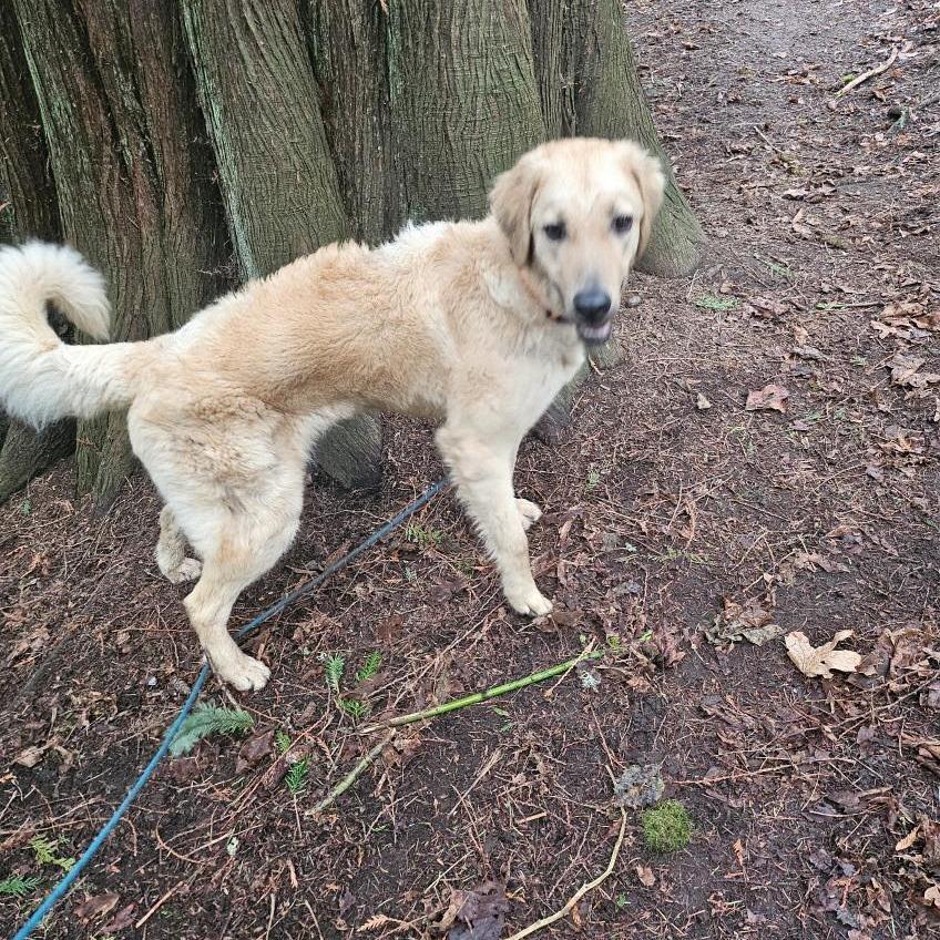 Enlarge Raleigh, a Adoptable mixed breed in Bellingham, WA image 6/6