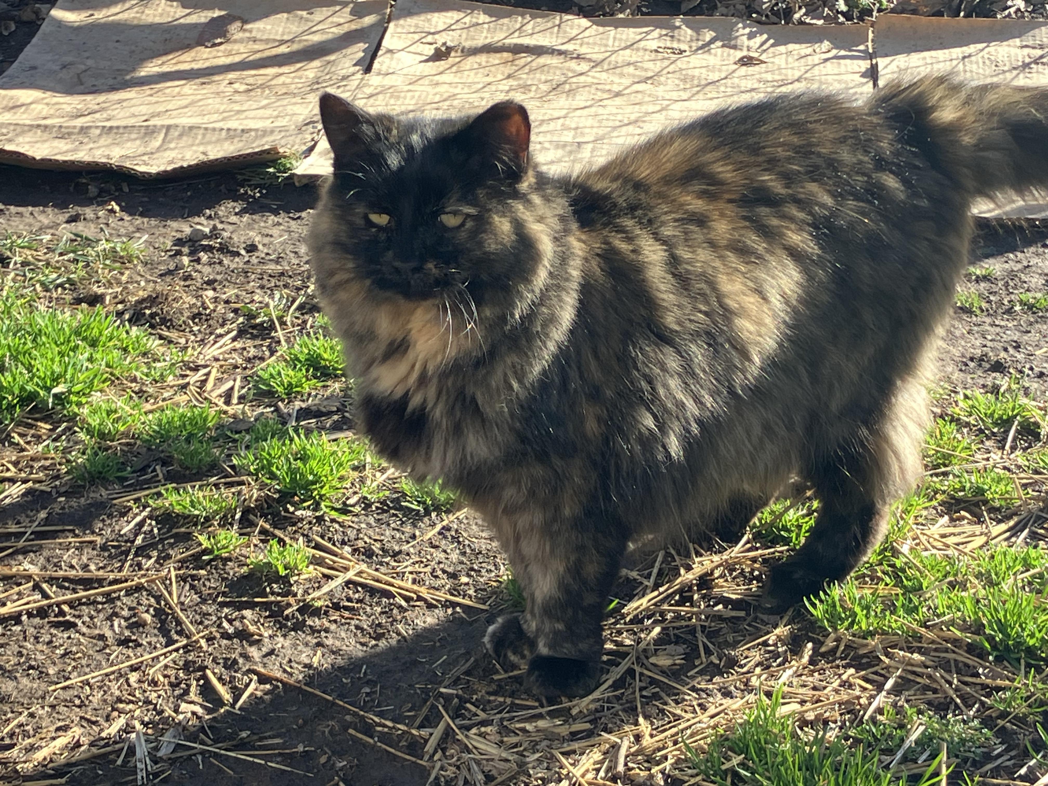 SCARLETT, a Adoptable mixed breed in Andover, KS image 2/2