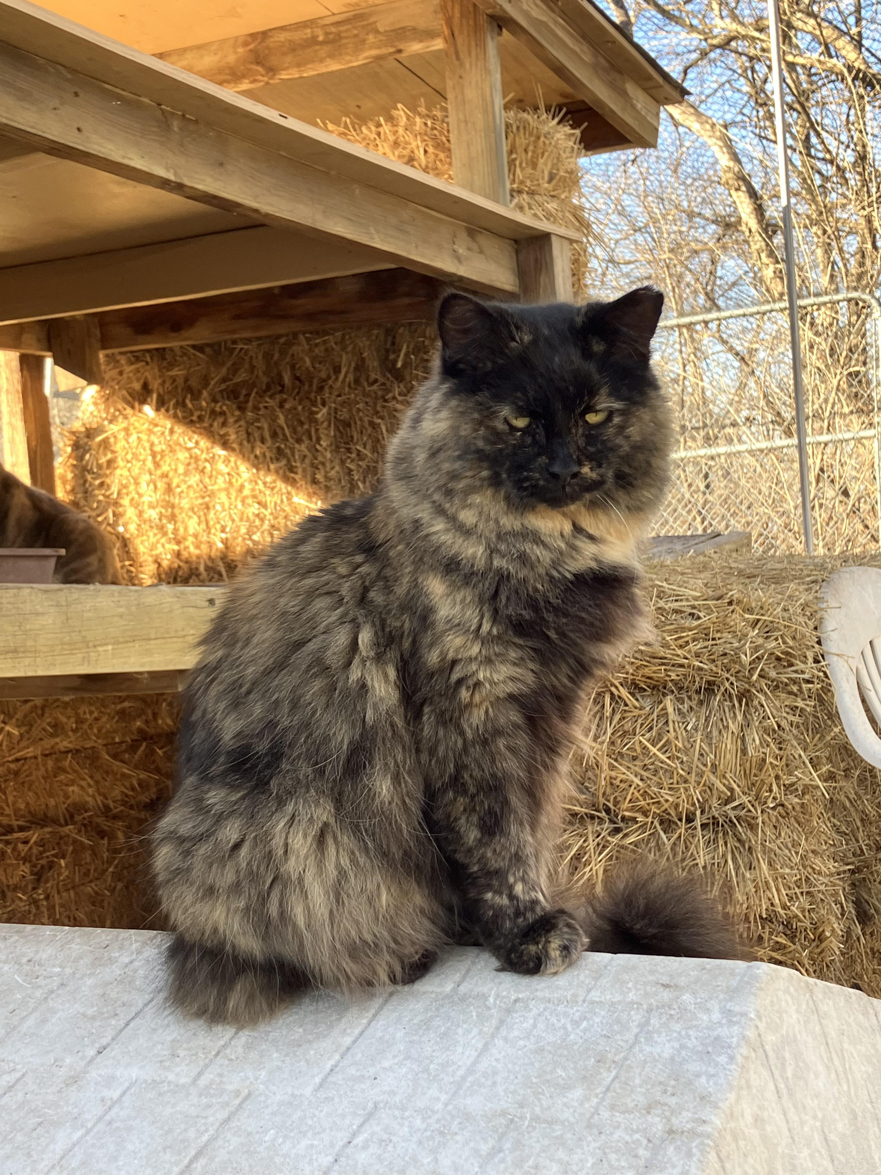 SCARLETT, Adoptable, Adult Female Domestic Long Hair & Tortoiseshell.