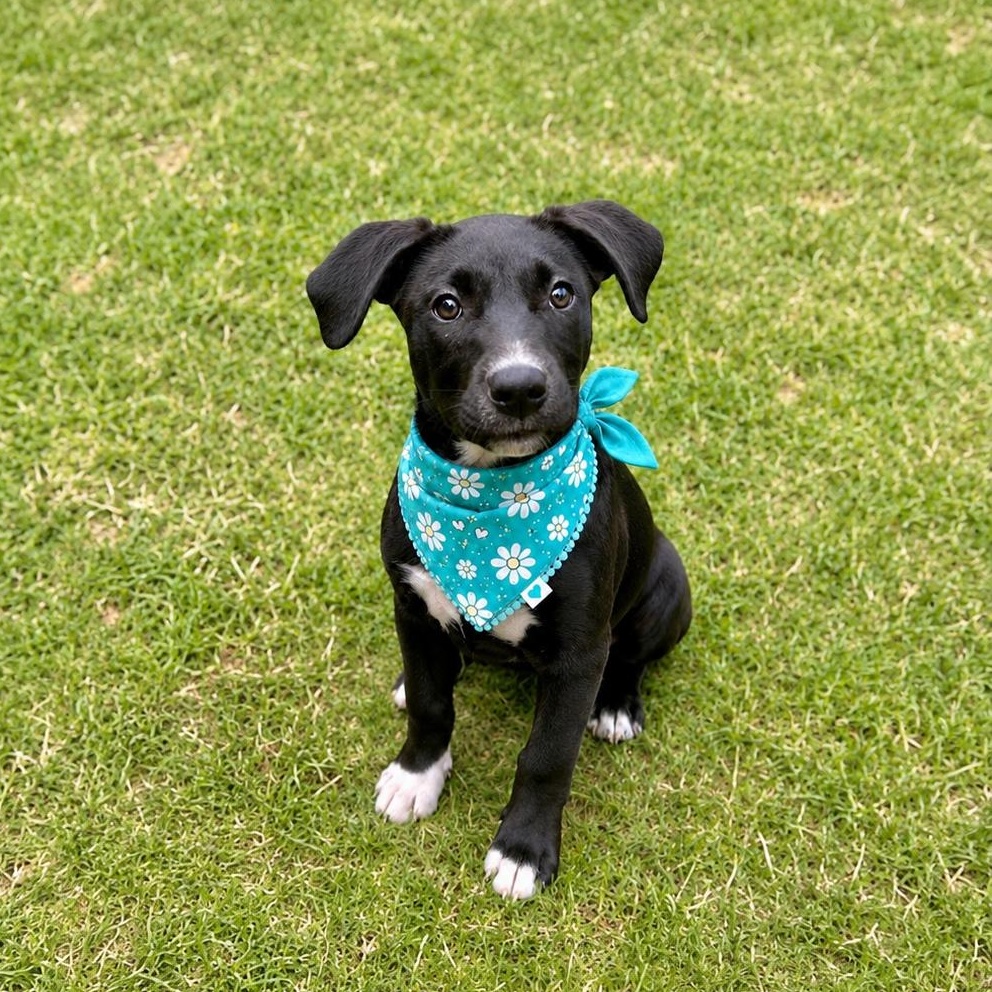 Betty, Adoptable, Puppy Female Terrier & Retriever.