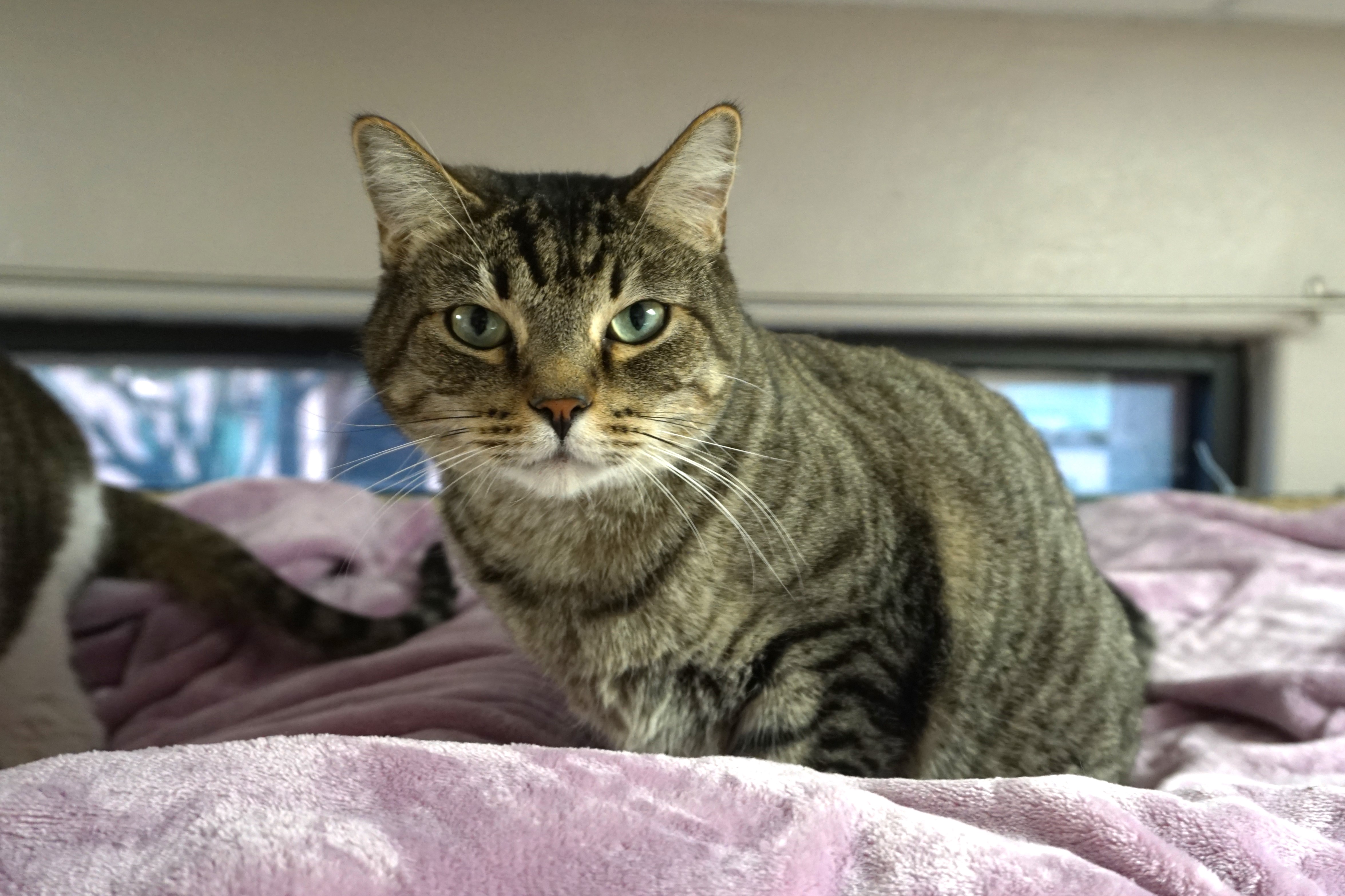 Enlarge Sweetheart Love, an adoptable Domestic Short Hair in Fountain Hills, AZ image 5/5