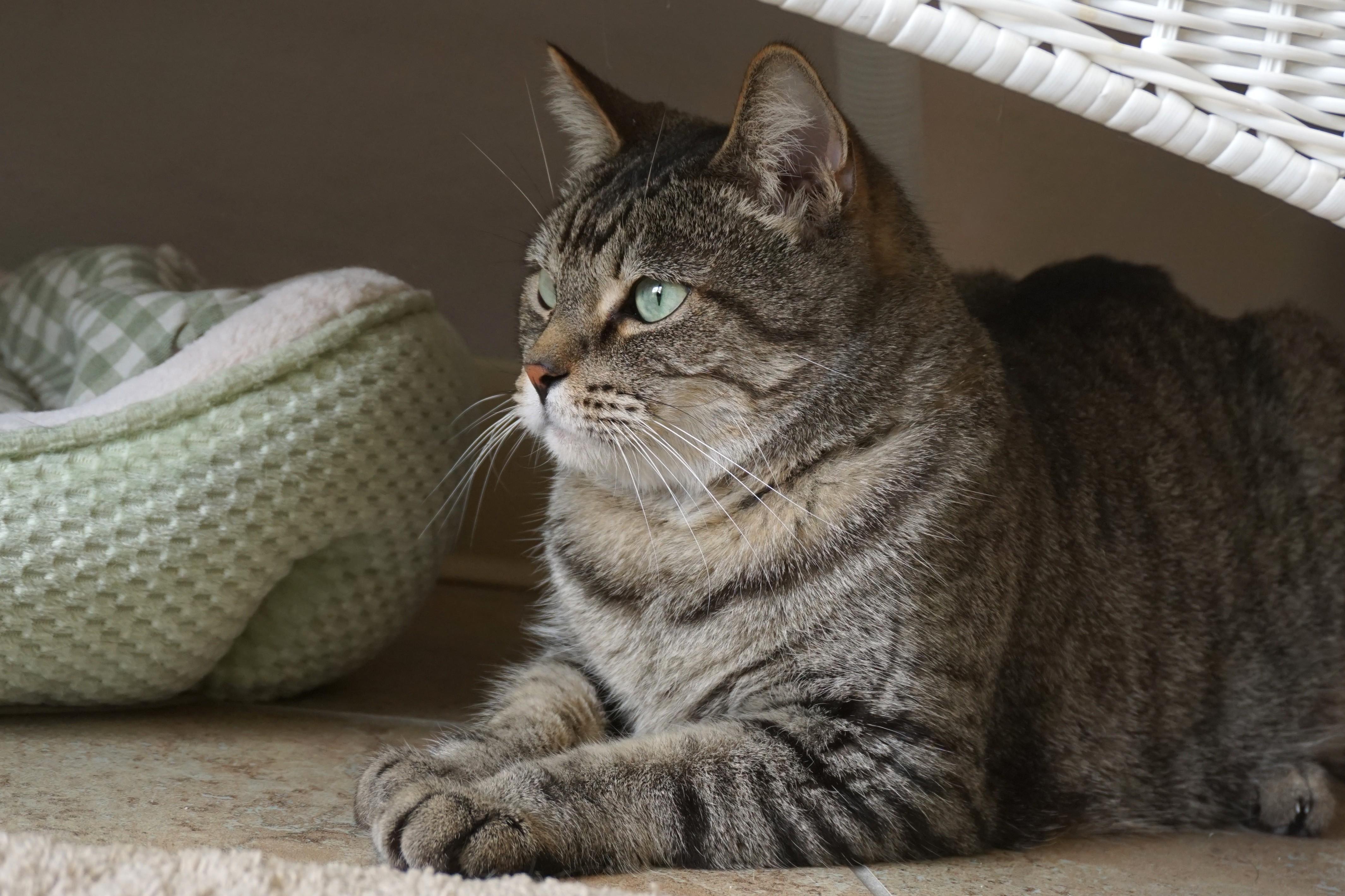 Enlarge Sweetheart Love, an adoptable Domestic Short Hair in Fountain Hills, AZ image 2/6