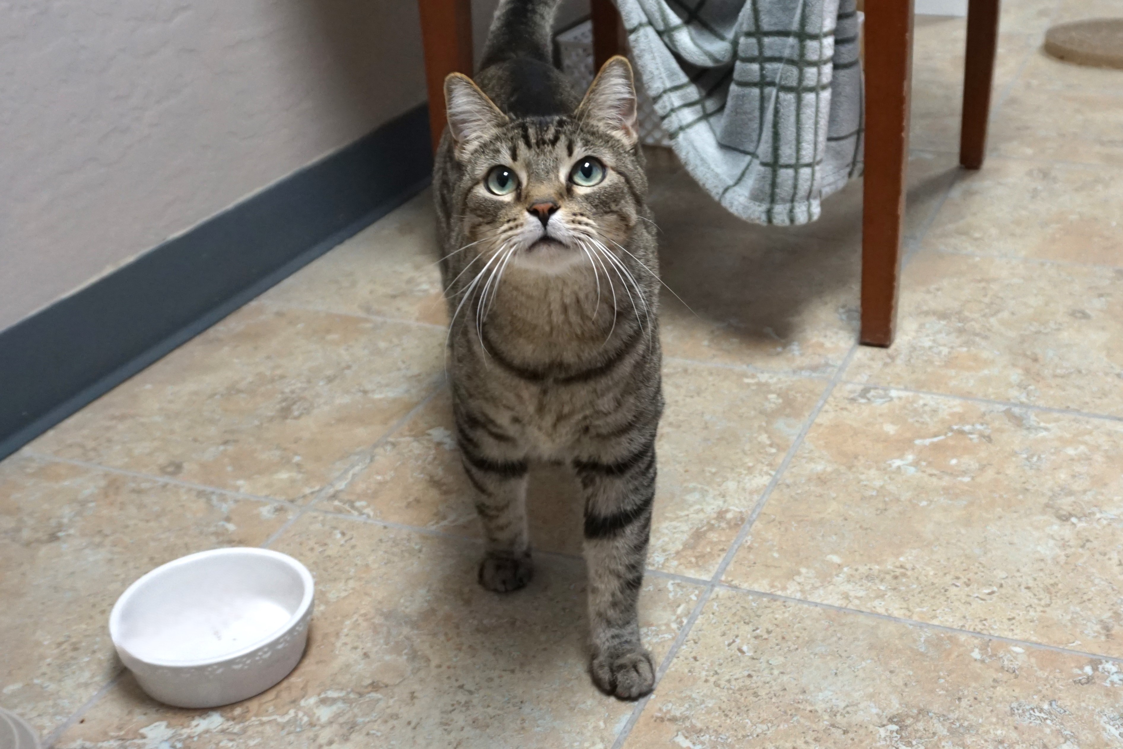 Sweetheart Love, adoptable, Adult Male Domestic Short Hair.