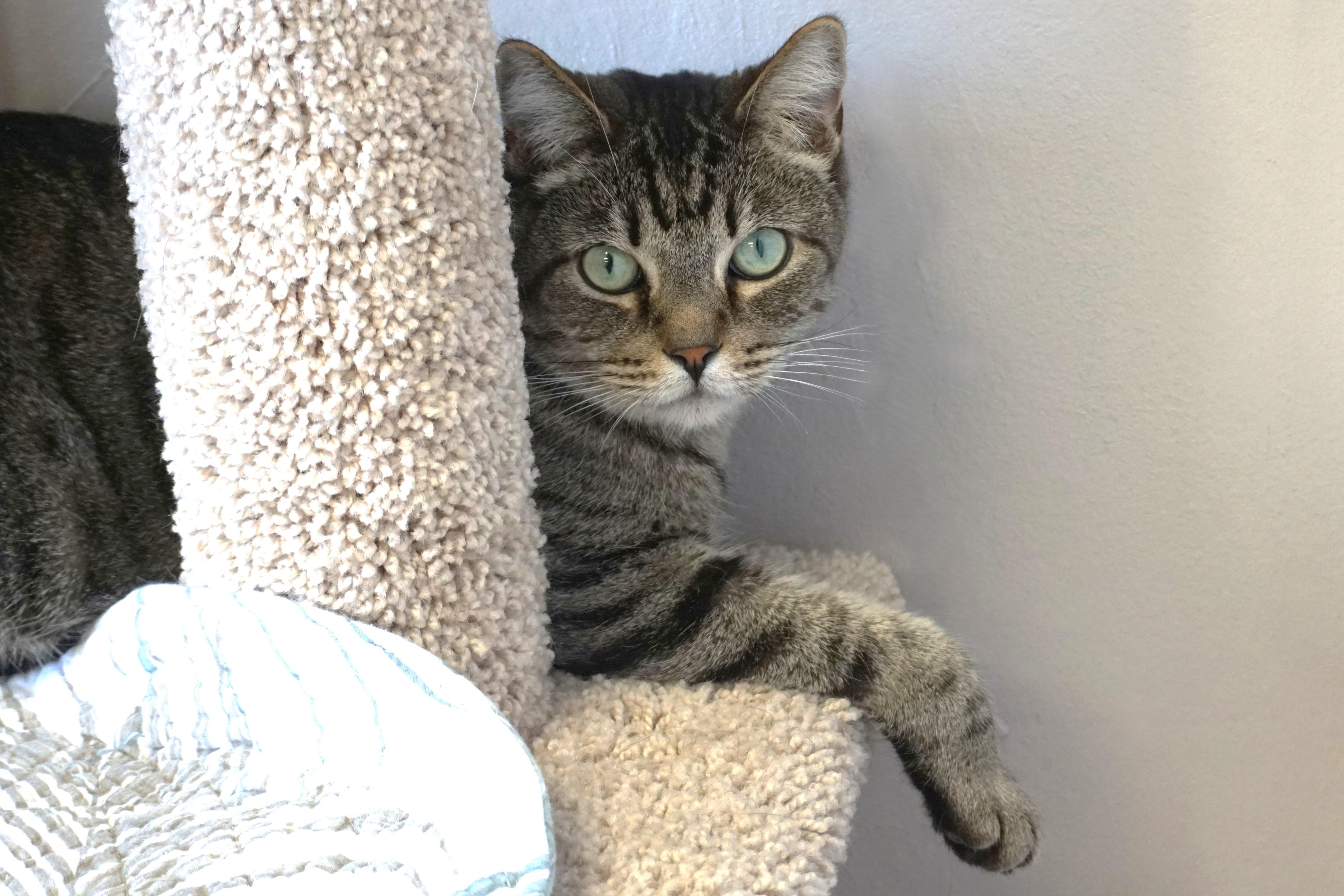 Enlarge Sweetheart Love, an adoptable Domestic Short Hair in Fountain Hills, AZ image 3/6