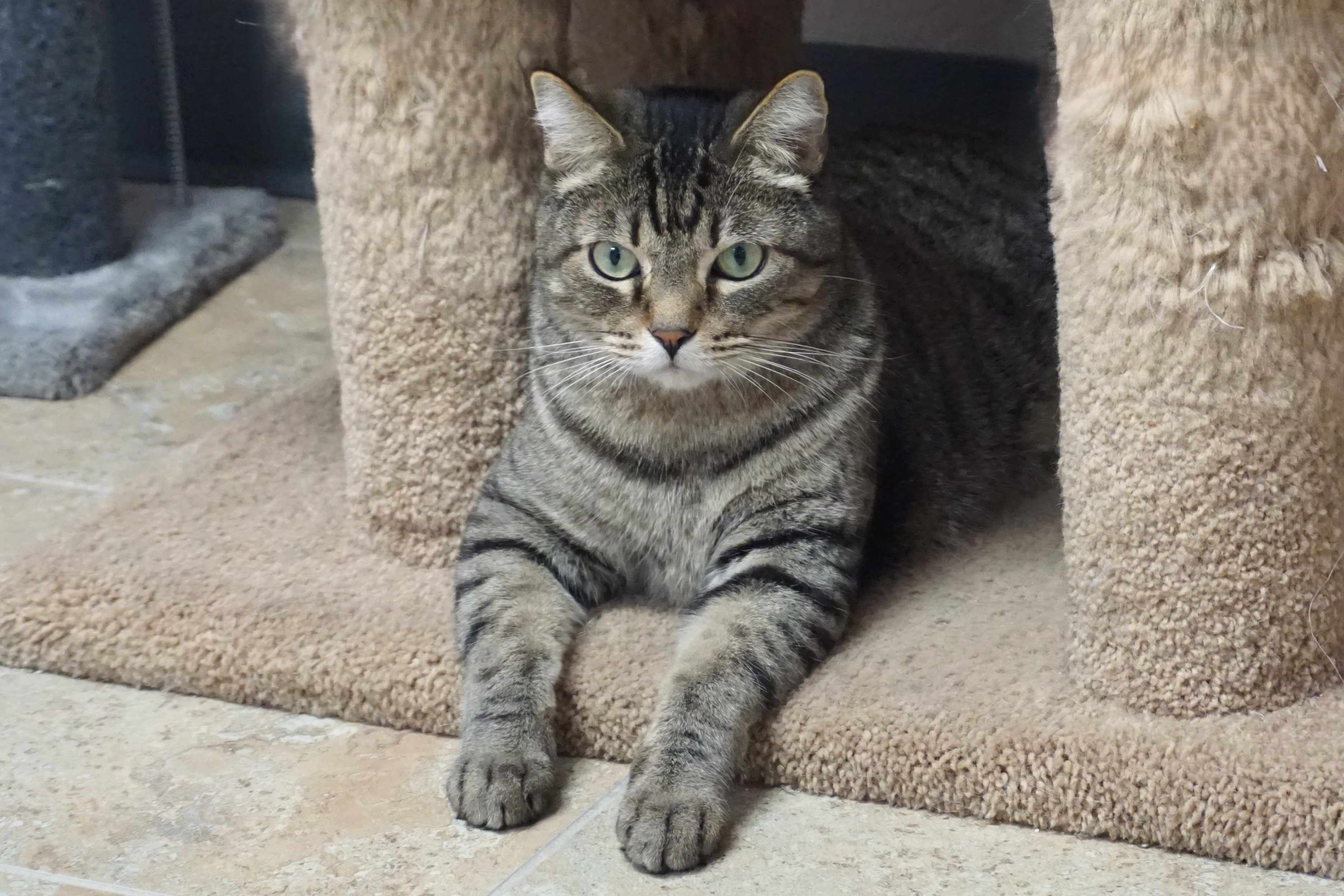 Enlarge Sweetheart Love, an adoptable Domestic Short Hair in Fountain Hills, AZ image 2/5
