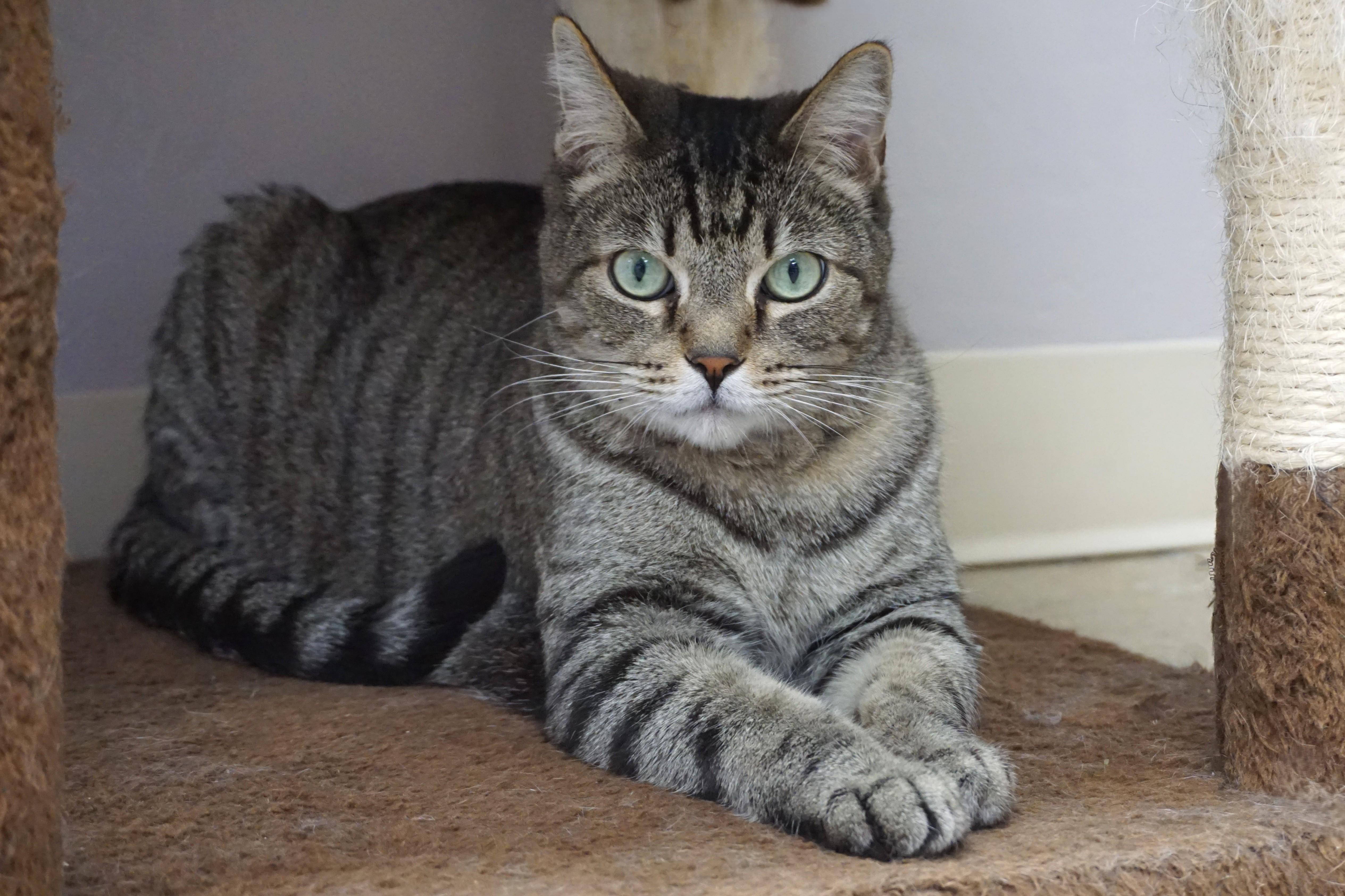 Sweetheart Love, an adoptable Domestic Short Hair in Fountain Hills, AZ image 1/6