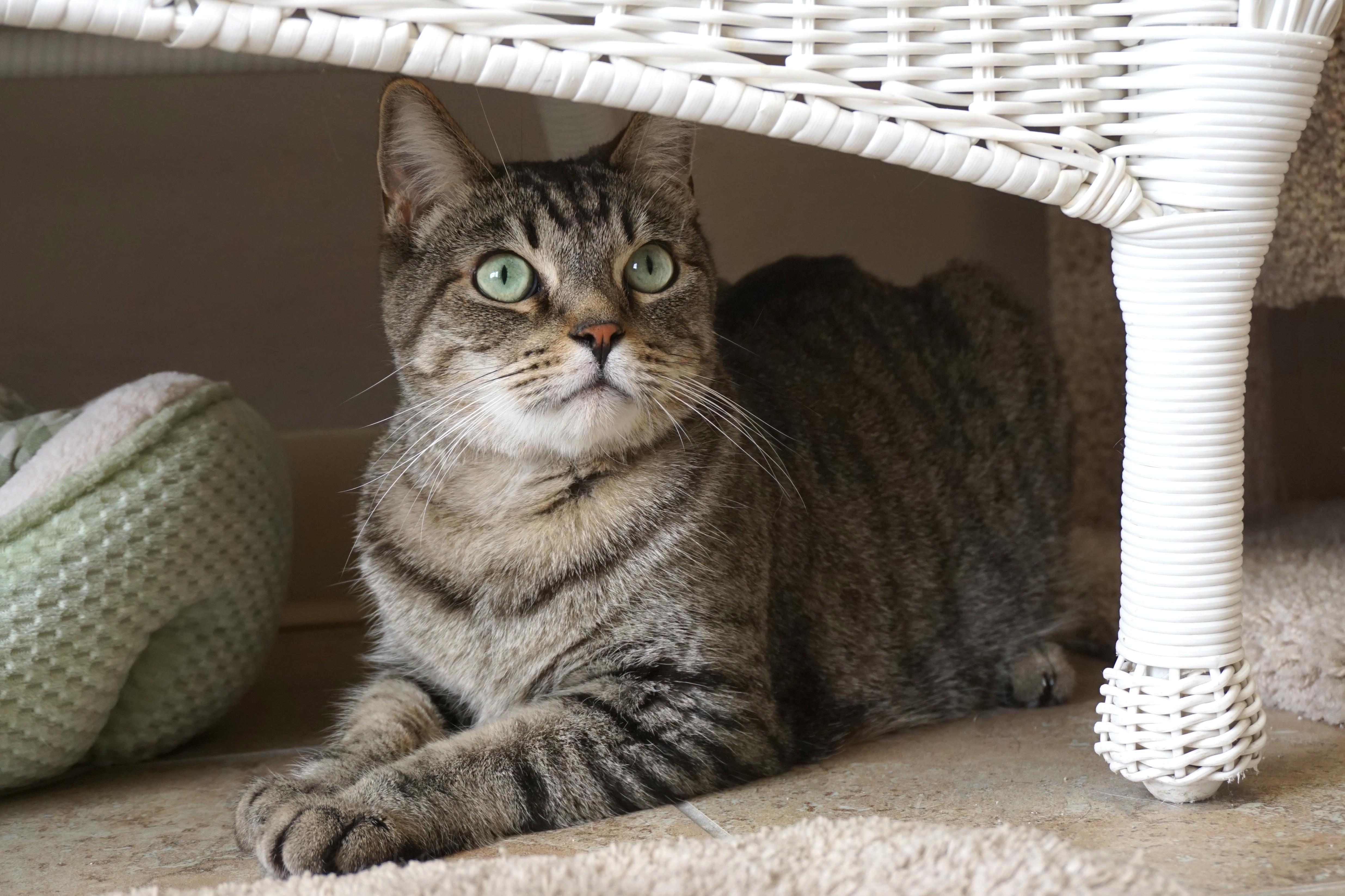 Sweetheart Love, adoptable, Adult Male Domestic Short Hair.