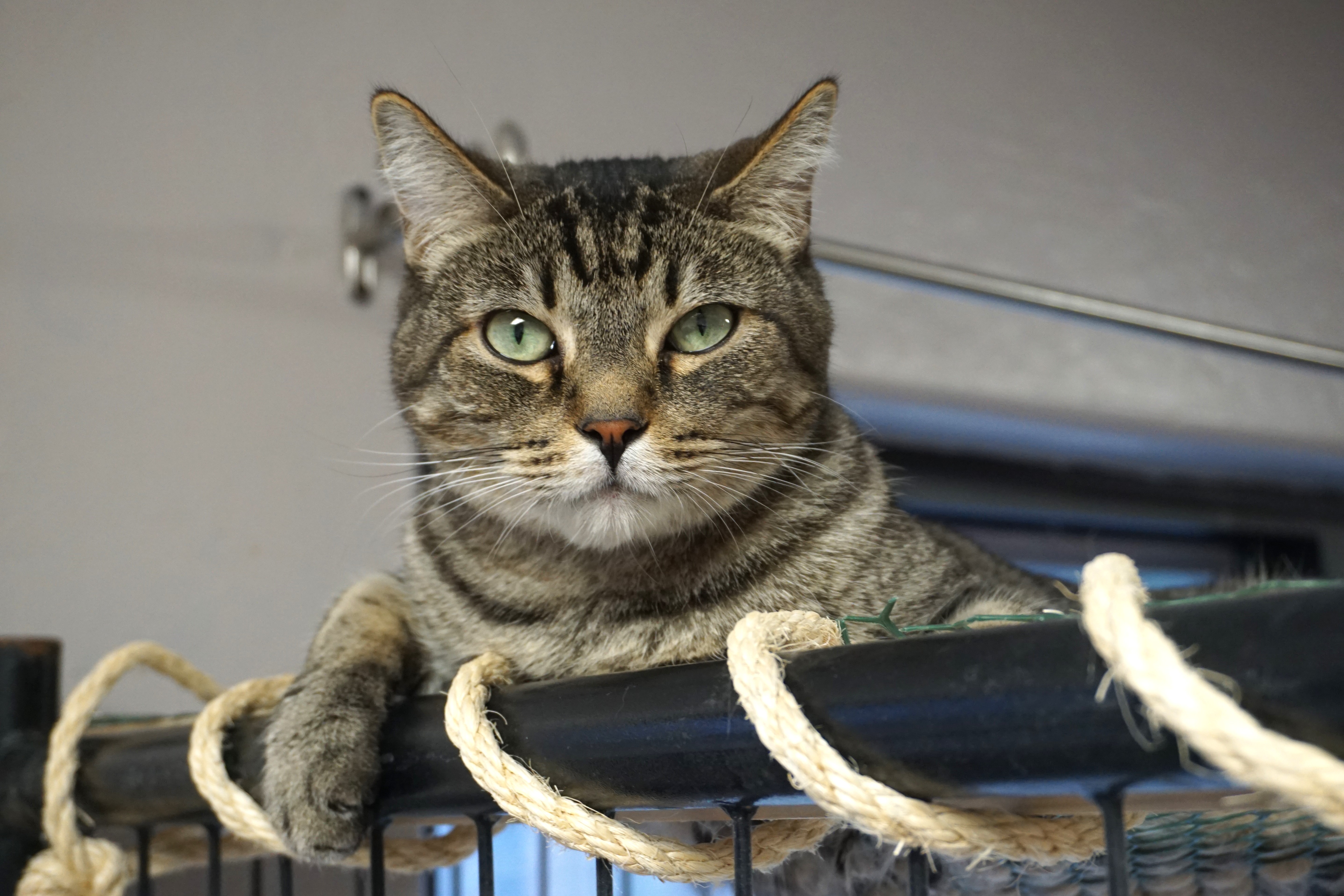 Enlarge Sweetheart Love, an adoptable Domestic Short Hair in Fountain Hills, AZ image 3/5