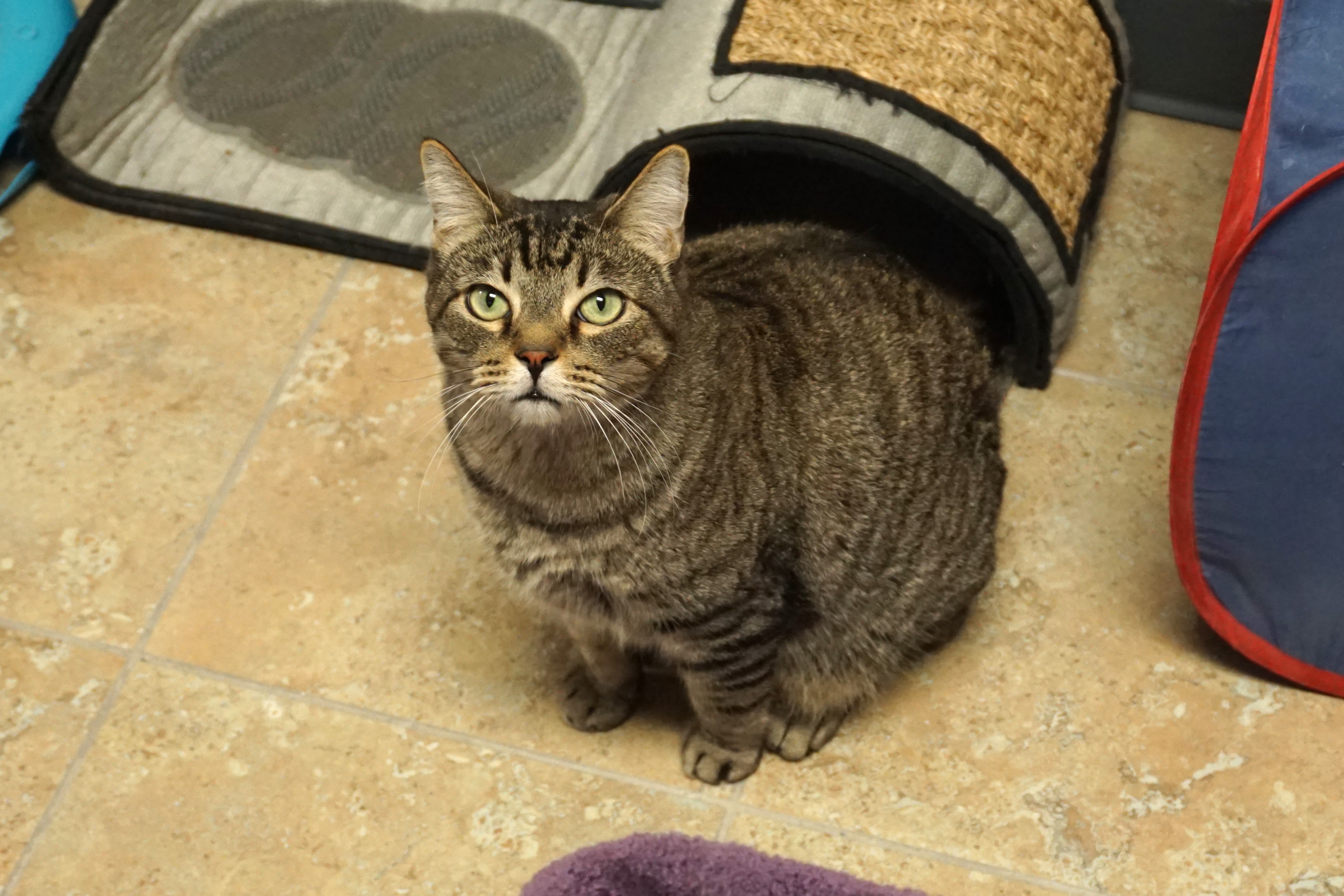 Enlarge Sweetheart Love, an adoptable Domestic Short Hair in Fountain Hills, AZ image 4/5