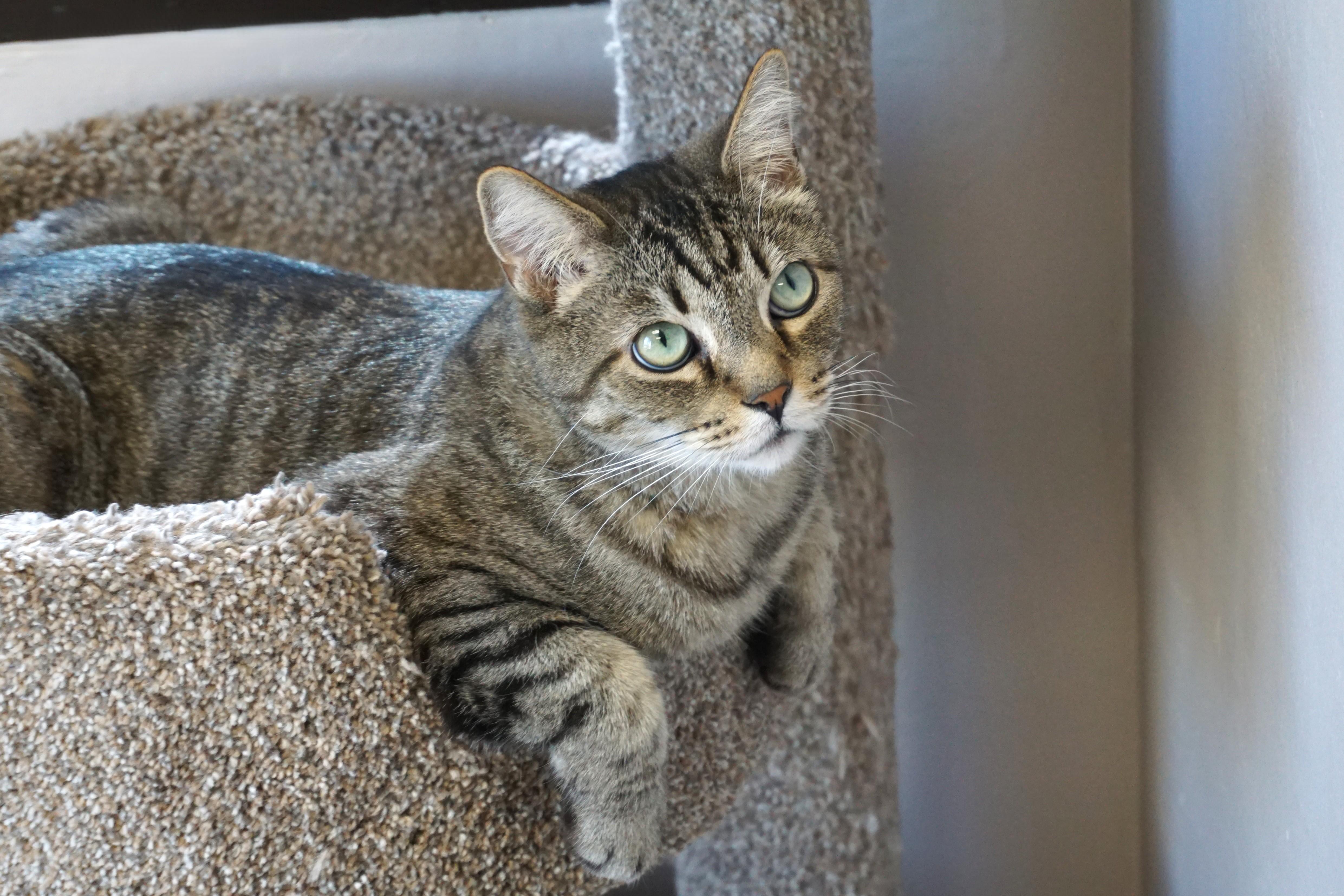 Sweetheart Love, adoptable, Adult Male Domestic Short Hair.
