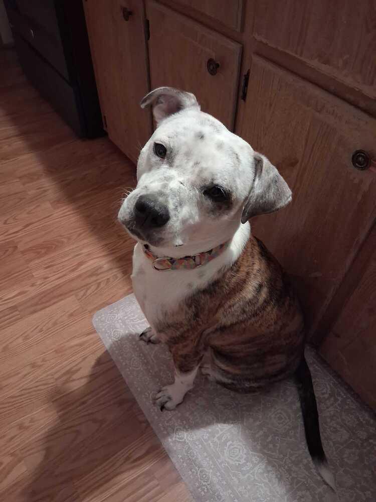 Manfred, Adoptable, Young Male Mountain Cur & Catahoula Leopard Dog.