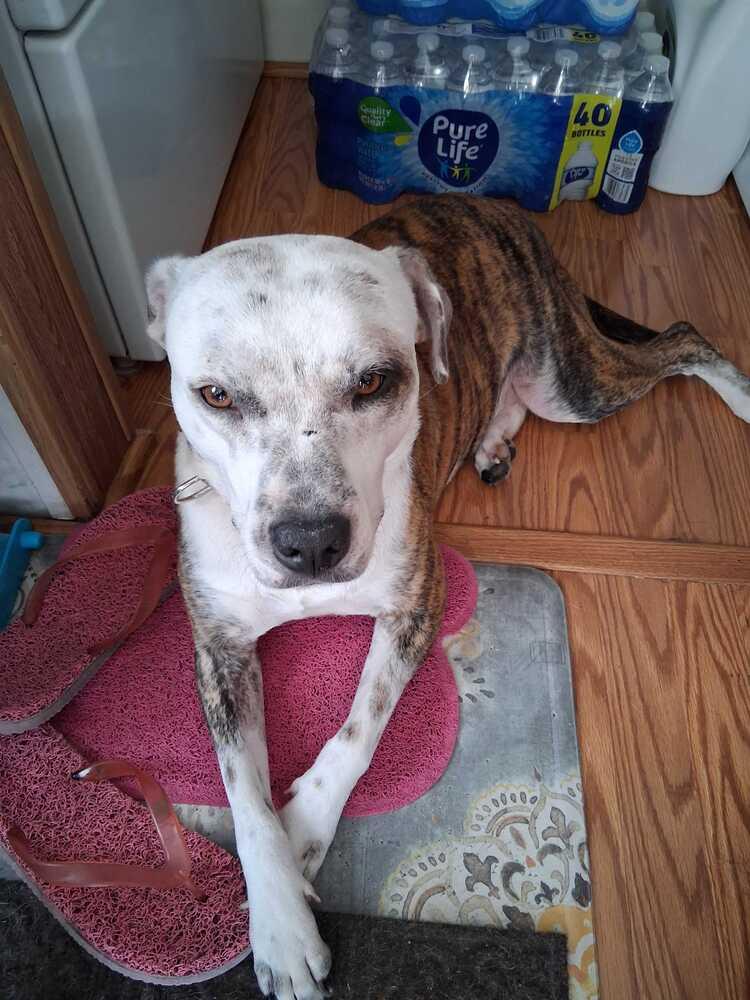 Enlarge Manfred, a Adoptable mixed breed in Lakeland, FL image 2/6