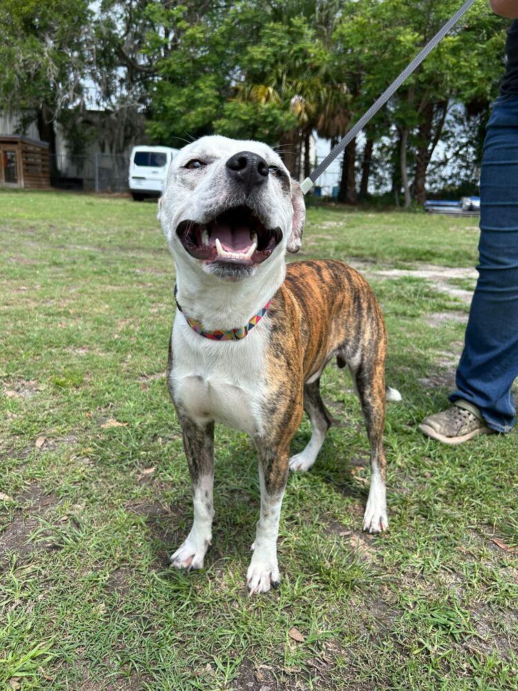Enlarge Manfred, a Adoptable mixed breed in Lakeland, FL image 3/6