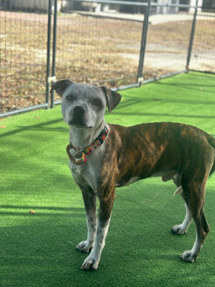 Enlarge Manfred, a Adoptable mixed breed in Lakeland, FL image 4/6
