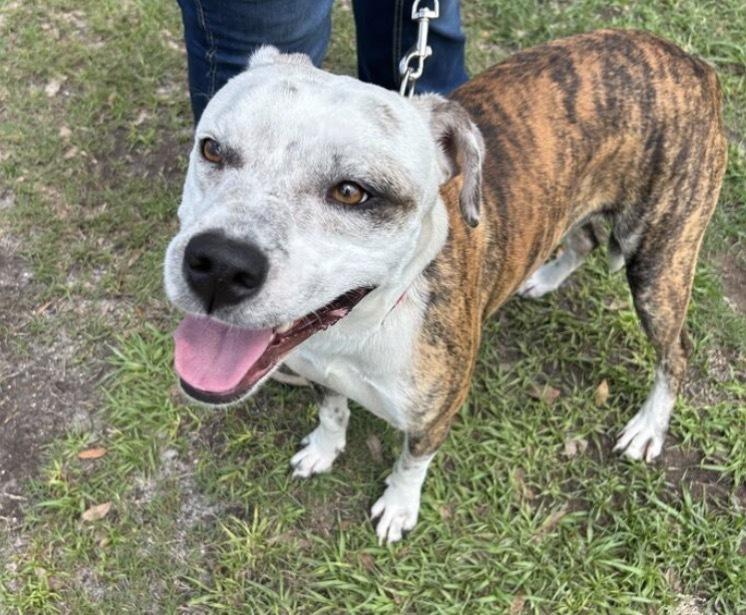 Enlarge Manfred, a Adoptable mixed breed in Lakeland, FL image 5/6