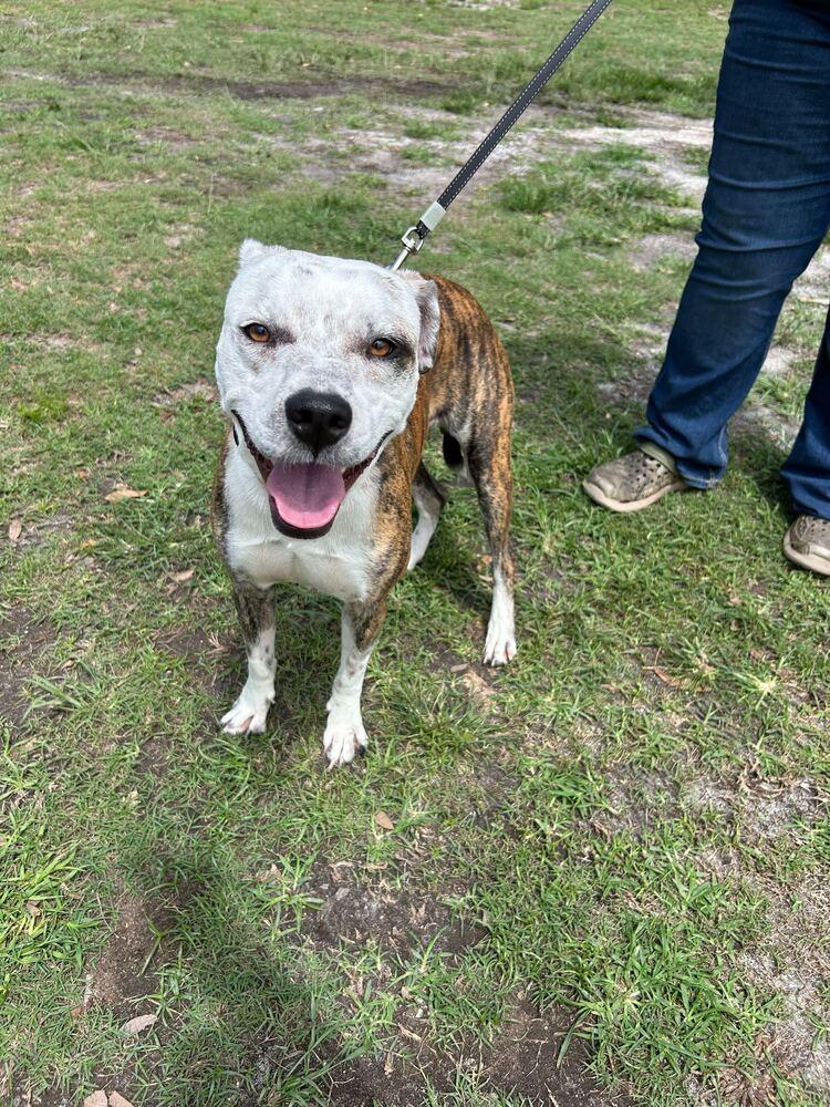 Enlarge Manfred, a Adoptable mixed breed in Lakeland, FL image 6/6