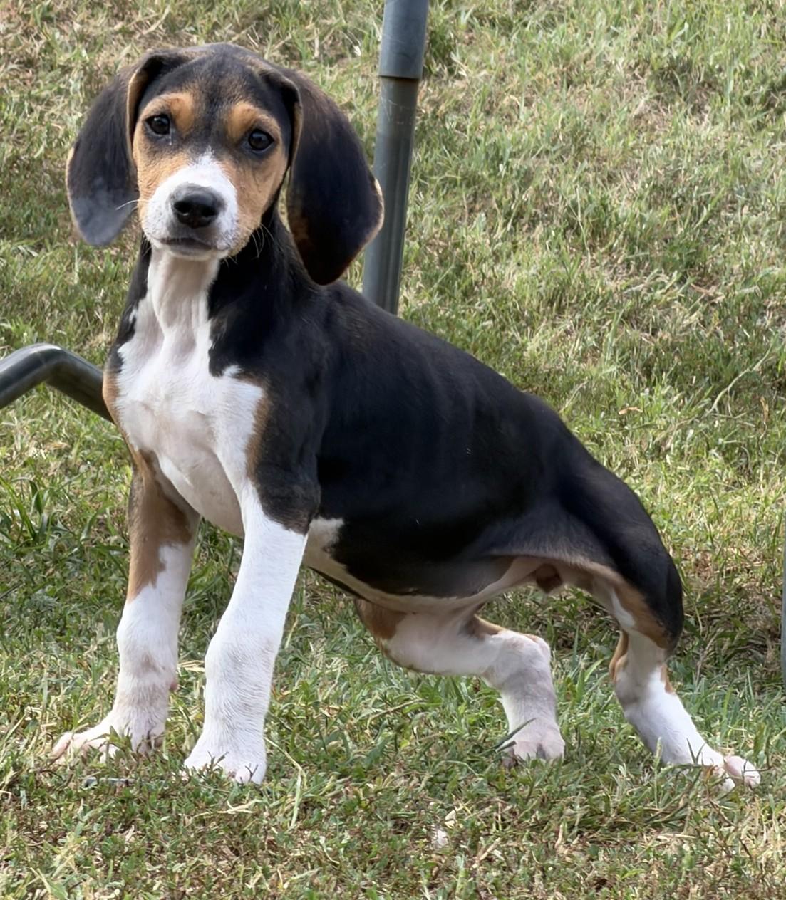 Pru, ADOPTABLE, Puppy Female Beagle.