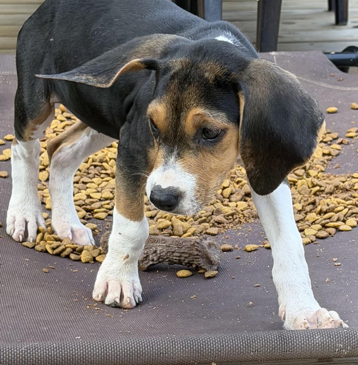 Enlarge Pru, a ADOPTABLE Beagle in Lexington, MA image 2/3