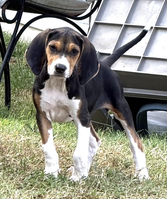 Enlarge Pru, a ADOPTABLE Beagle in Lexington, MA image 3/3