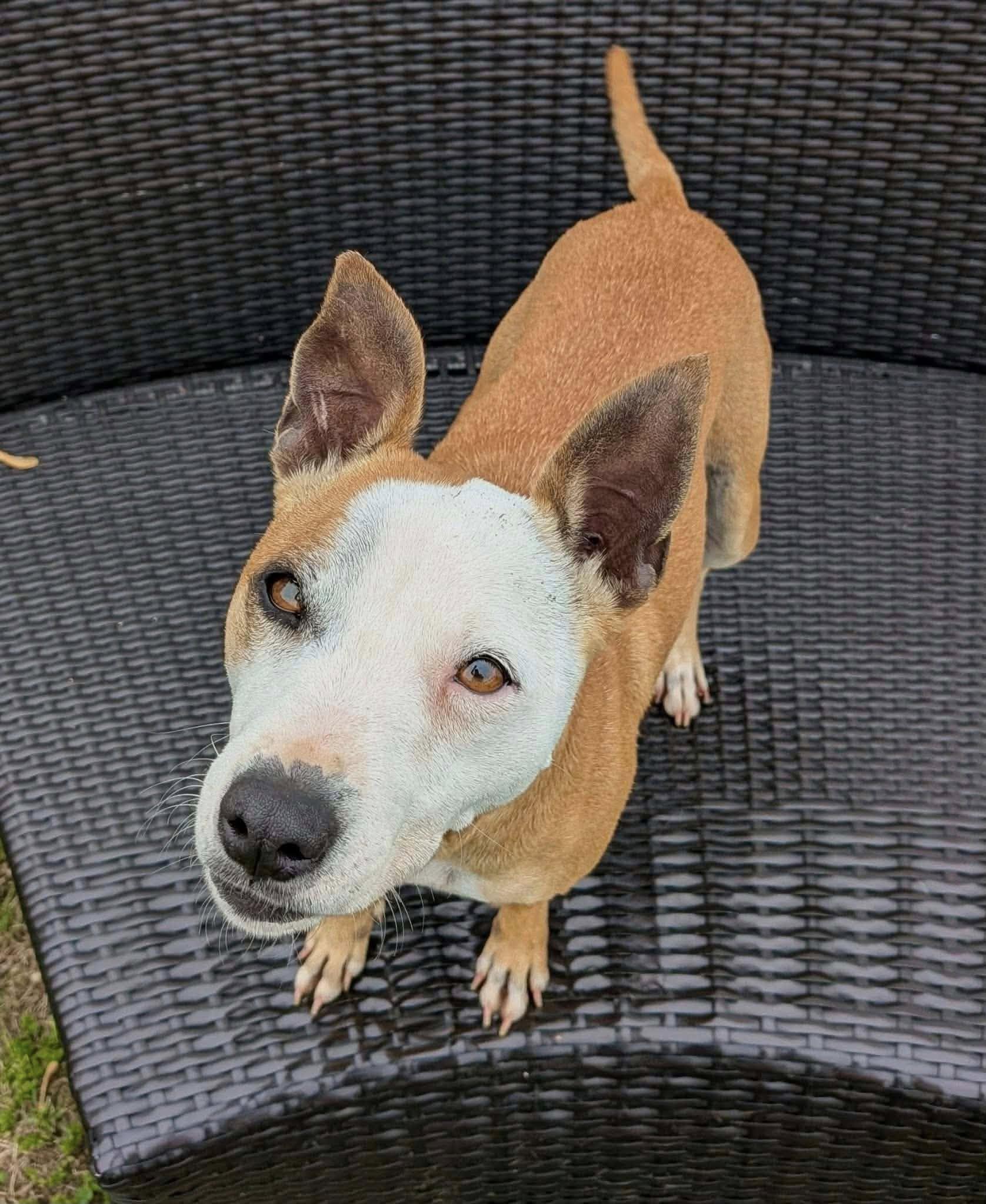 Enlarge Bayles, a ADOPTABLE mixed breed in Ronkonkoma, NY image 2/2