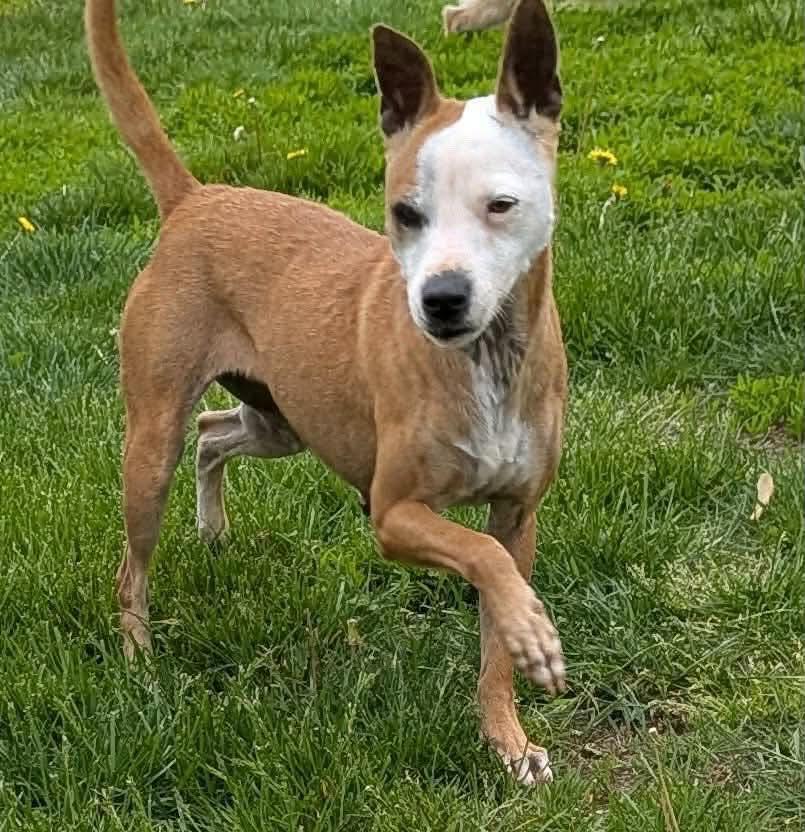 Enlarge Bayles, a ADOPTABLE mixed breed in Ronkonkoma, NY image 1/2