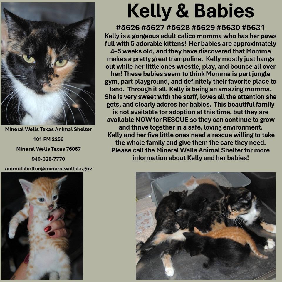 5629 Kellys kittens, Adoptable, Kitten Male Domestic Short Hair.