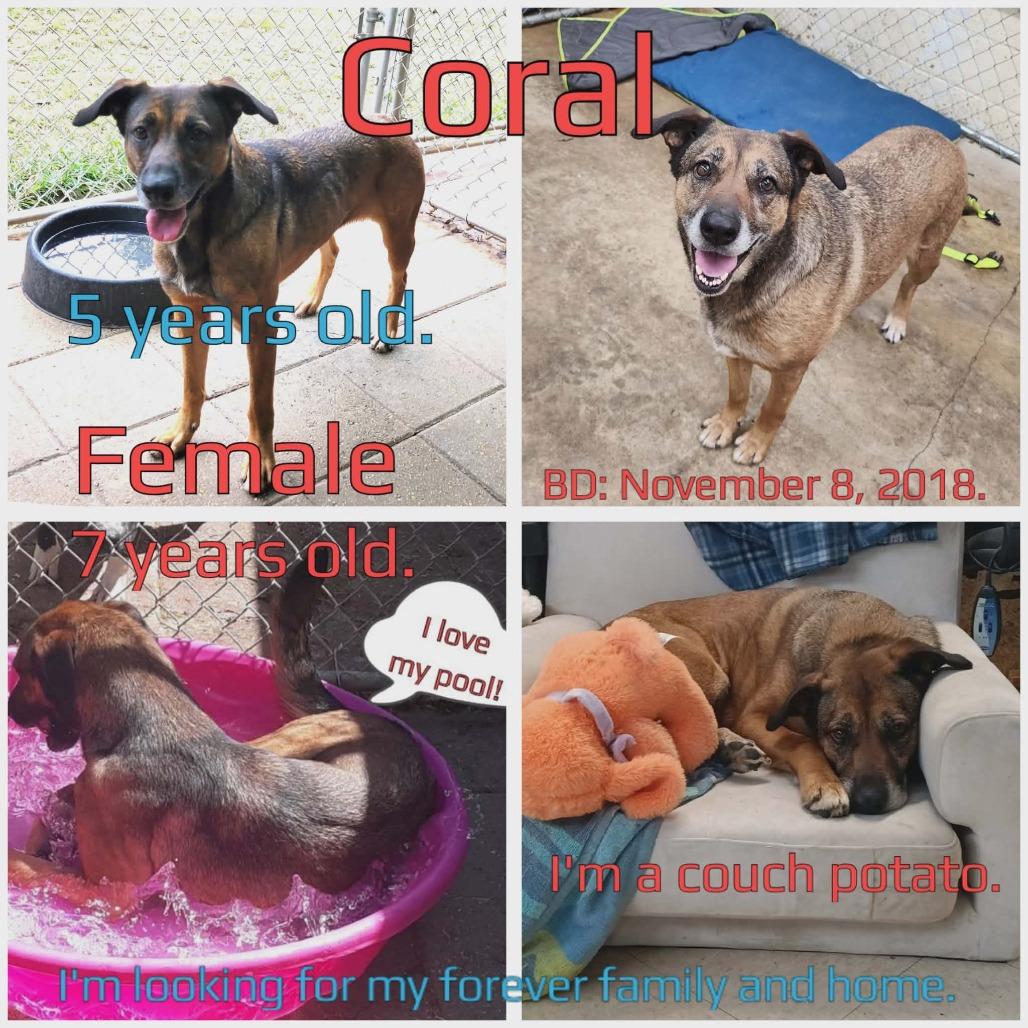 Enlarge Coral, a Adoptable Mixed Breed in Boaz, AL image 1/5