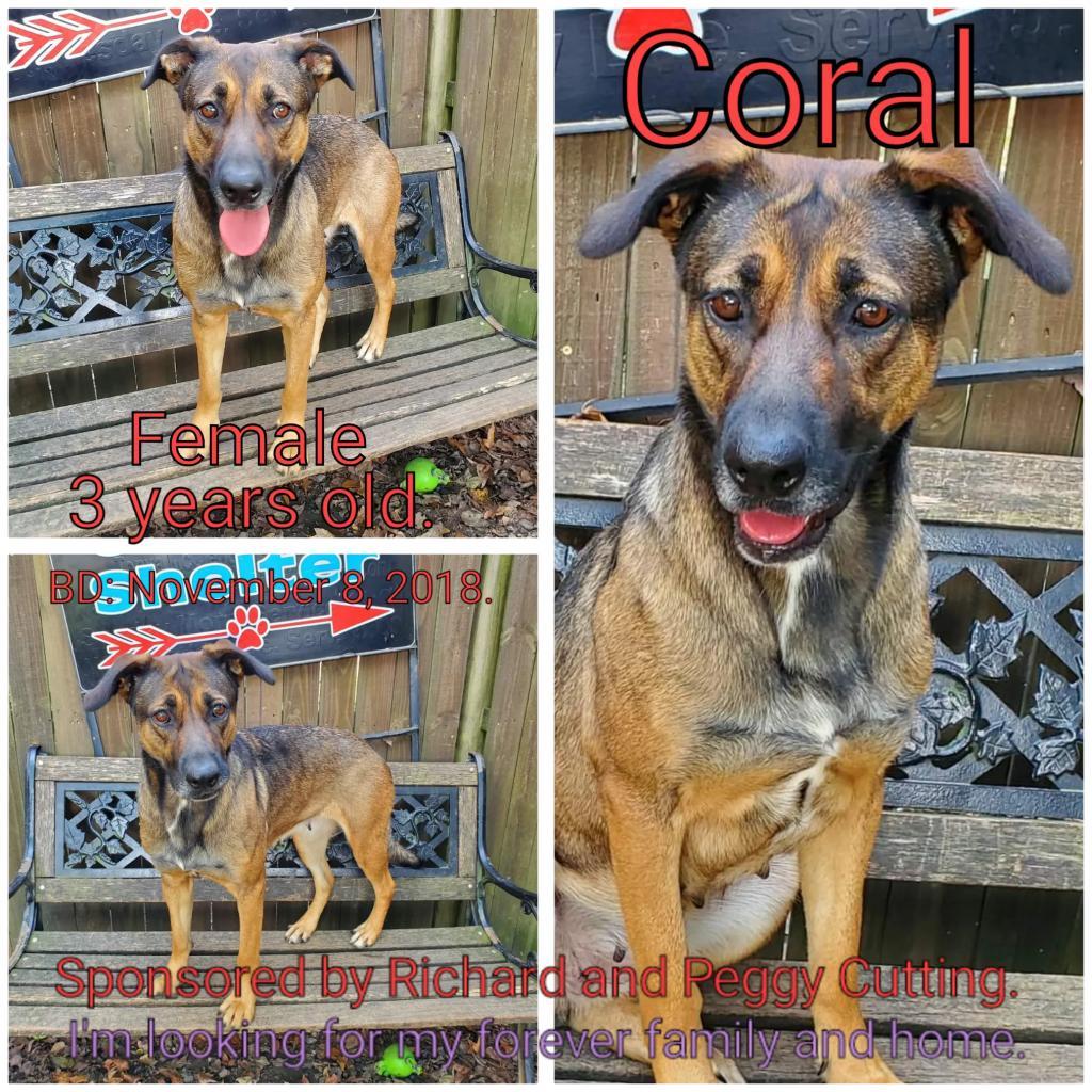 Coral, Adoptable, Senior Female Mixed Breed.