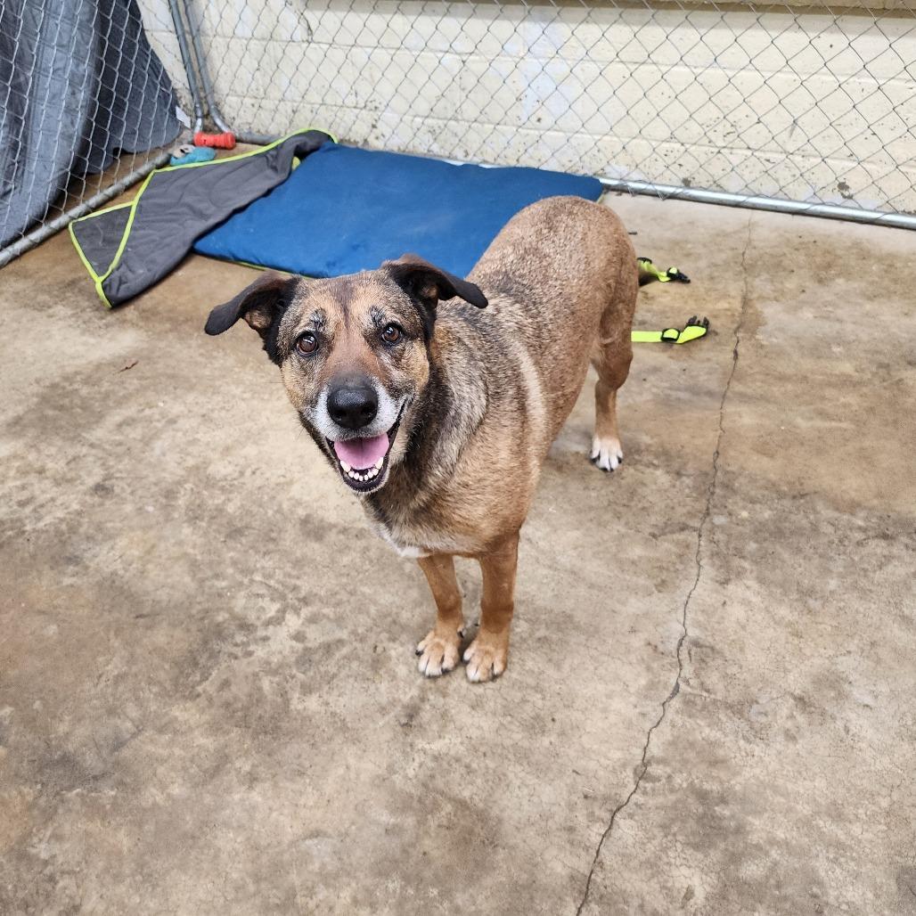 Enlarge Coral, a Adoptable Mixed Breed in Boaz, AL image 2/5