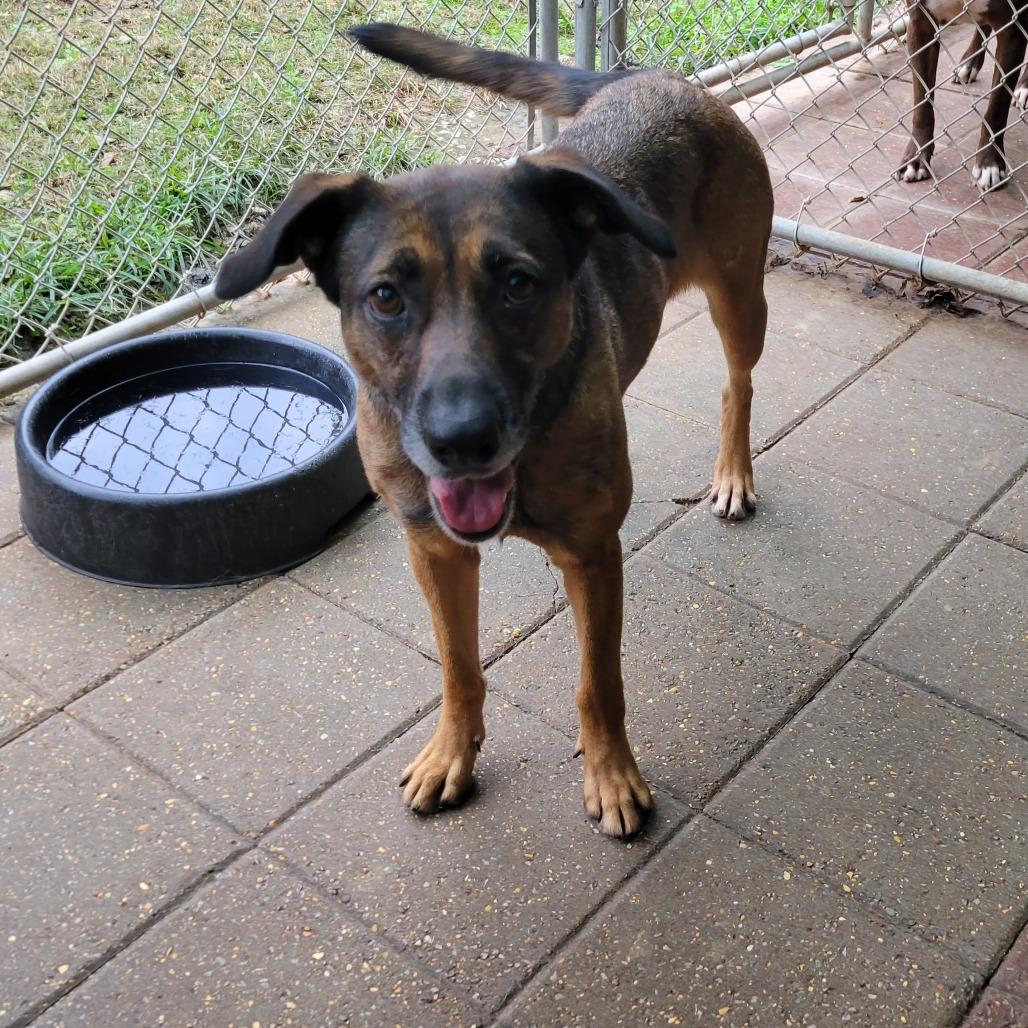 Coral, a Adoptable Mixed Breed in Boaz, AL image 2/3