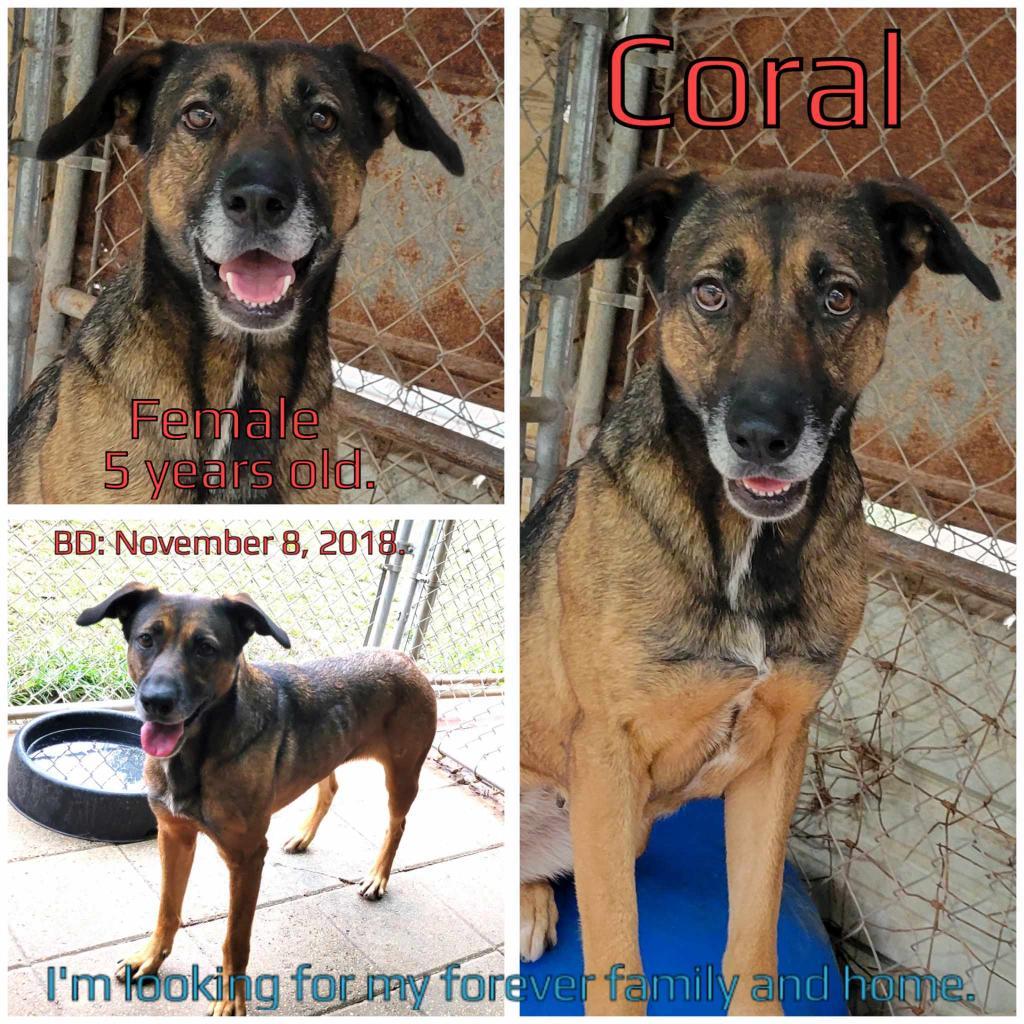 Coral, a Adoptable Mixed Breed in Boaz, AL image 3/3