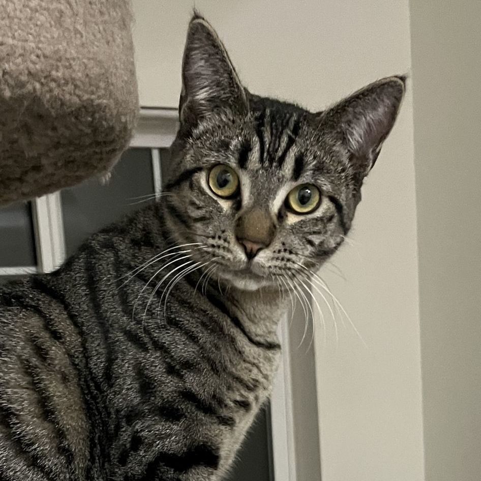 Mia, Adoptable, Young Female Domestic Short Hair.