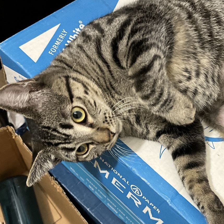 Mia, a Adoptable Domestic Short Hair in Shingletown, CA image 3/6