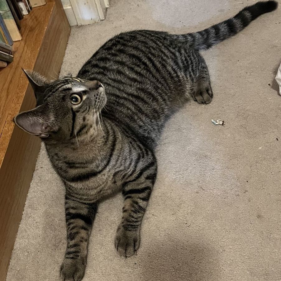 Mia, Adoptable, Young Female Domestic Short Hair.