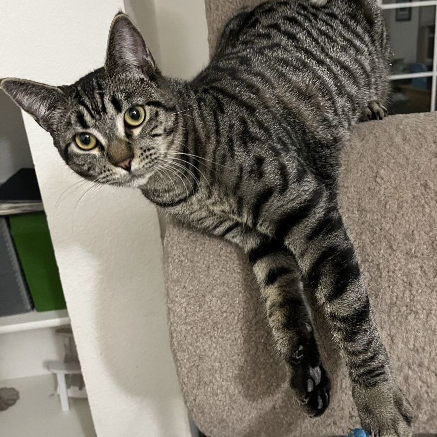 Mia, a Adoptable Domestic Short Hair in Shingletown, CA image 6/6