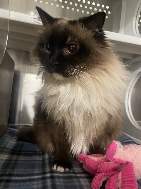 SAMMY, Adoptable, Adult Female Domestic Long Hair.