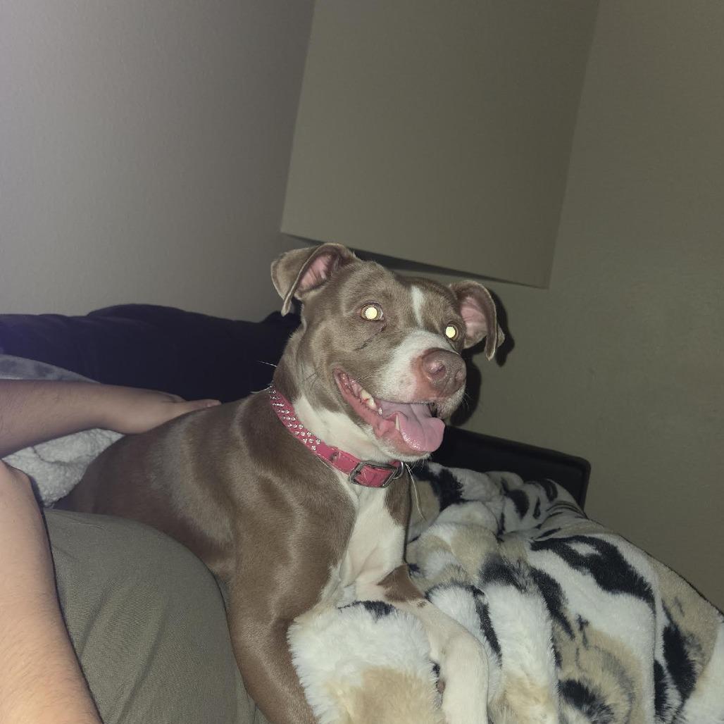 Enlarge Athena, a Adoptable Pit Bull Terrier in Bellingham, WA image 1/6