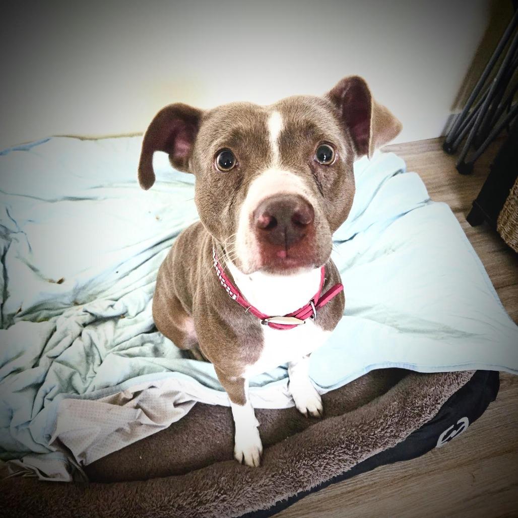 Enlarge Athena, a Adoptable Pit Bull Terrier in Bellingham, WA image 2/6