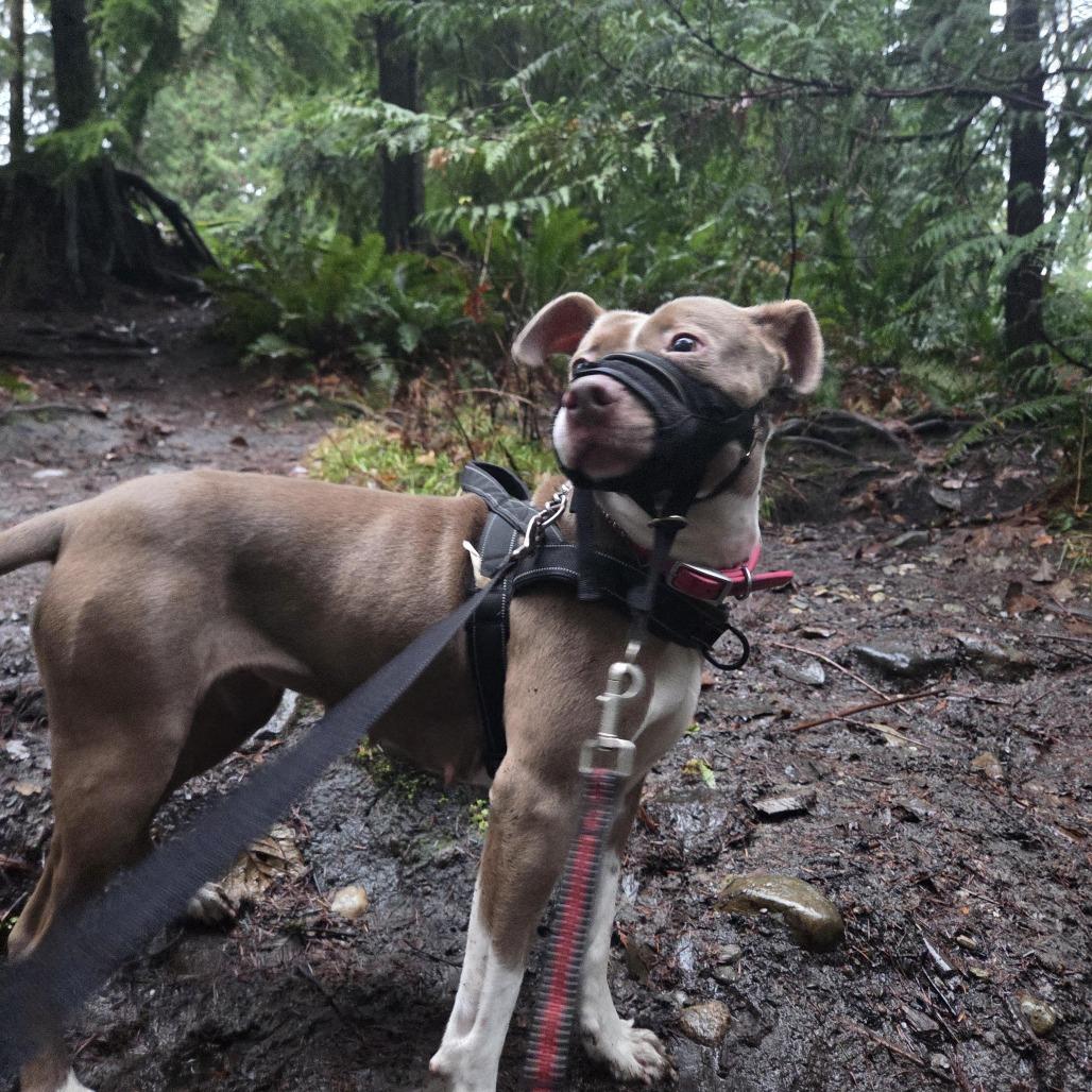 Enlarge Athena, a Adoptable Pit Bull Terrier in Bellingham, WA image 3/6