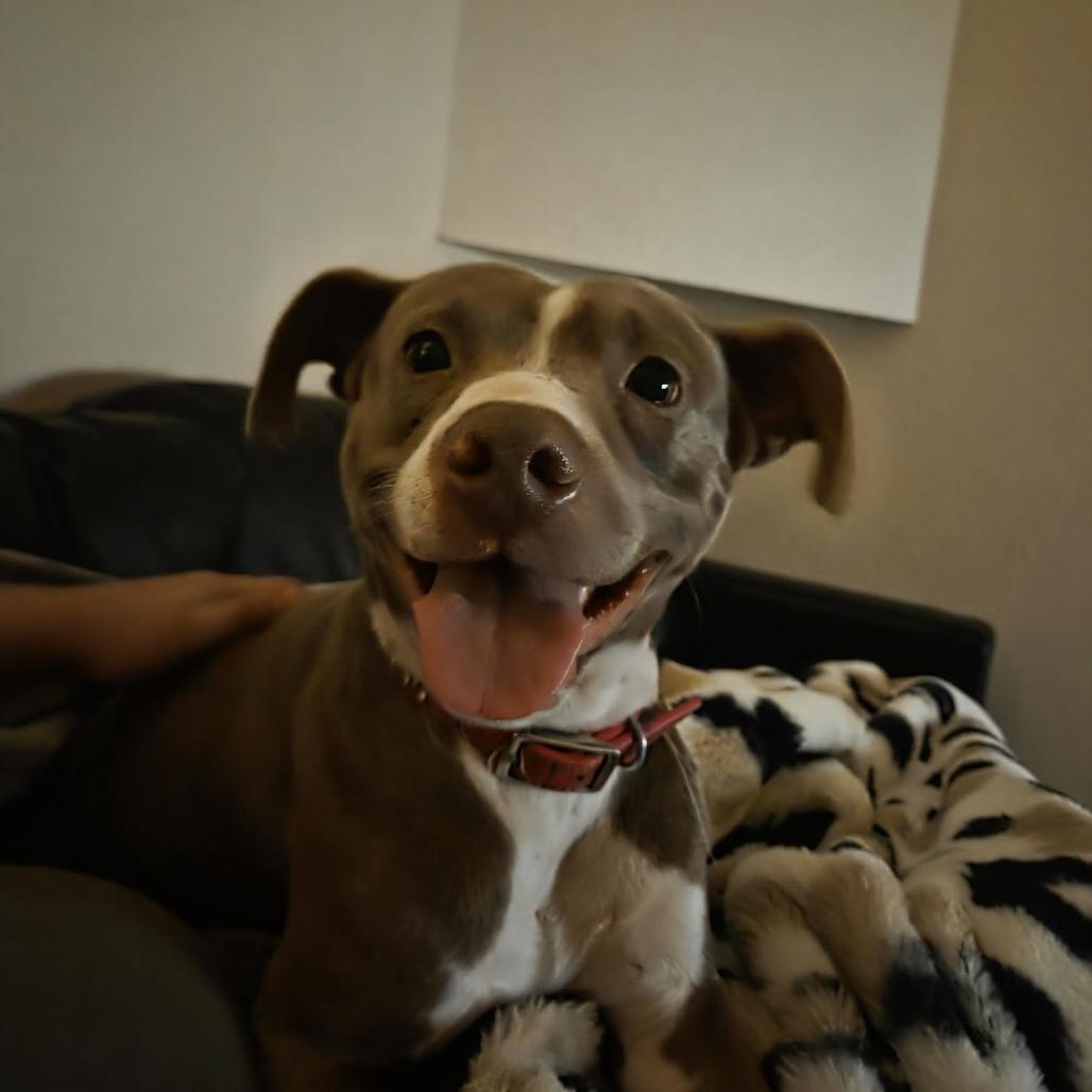 Enlarge Athena, a Adoptable Pit Bull Terrier in Bellingham, WA image 4/6