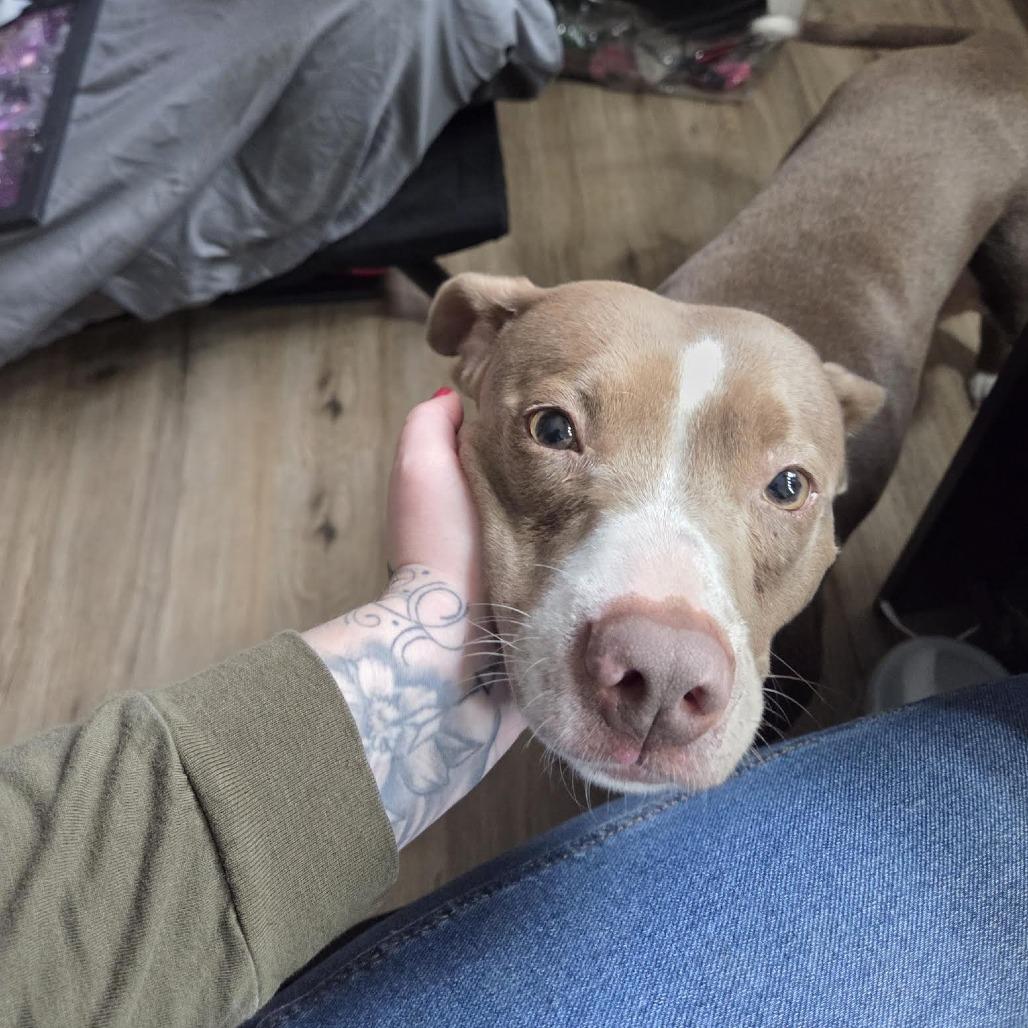 Enlarge Athena, a Adoptable Pit Bull Terrier in Bellingham, WA image 5/6